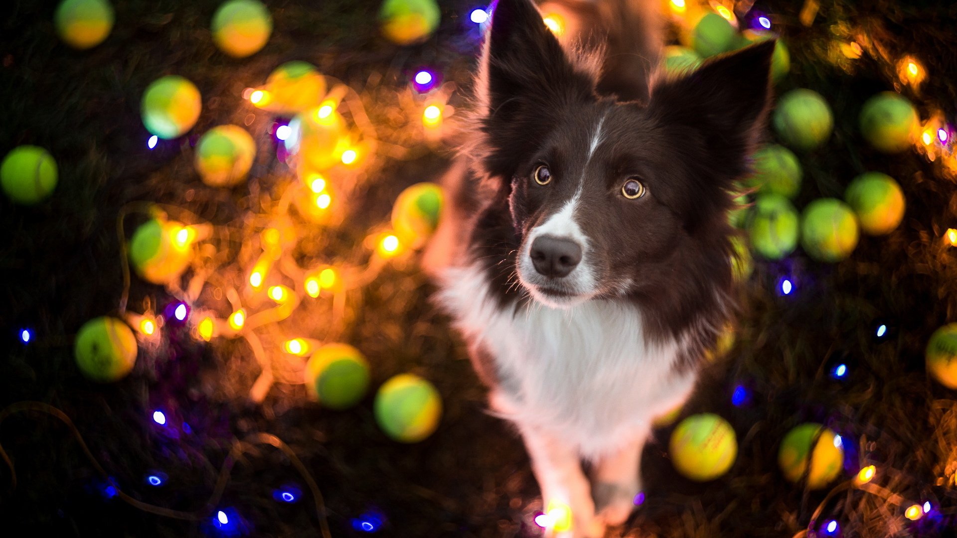 Обои собака, праздник, гирлянда, бордер-колли, dog, holiday, garland, the border collie разрешение 1920x1200 Загрузить