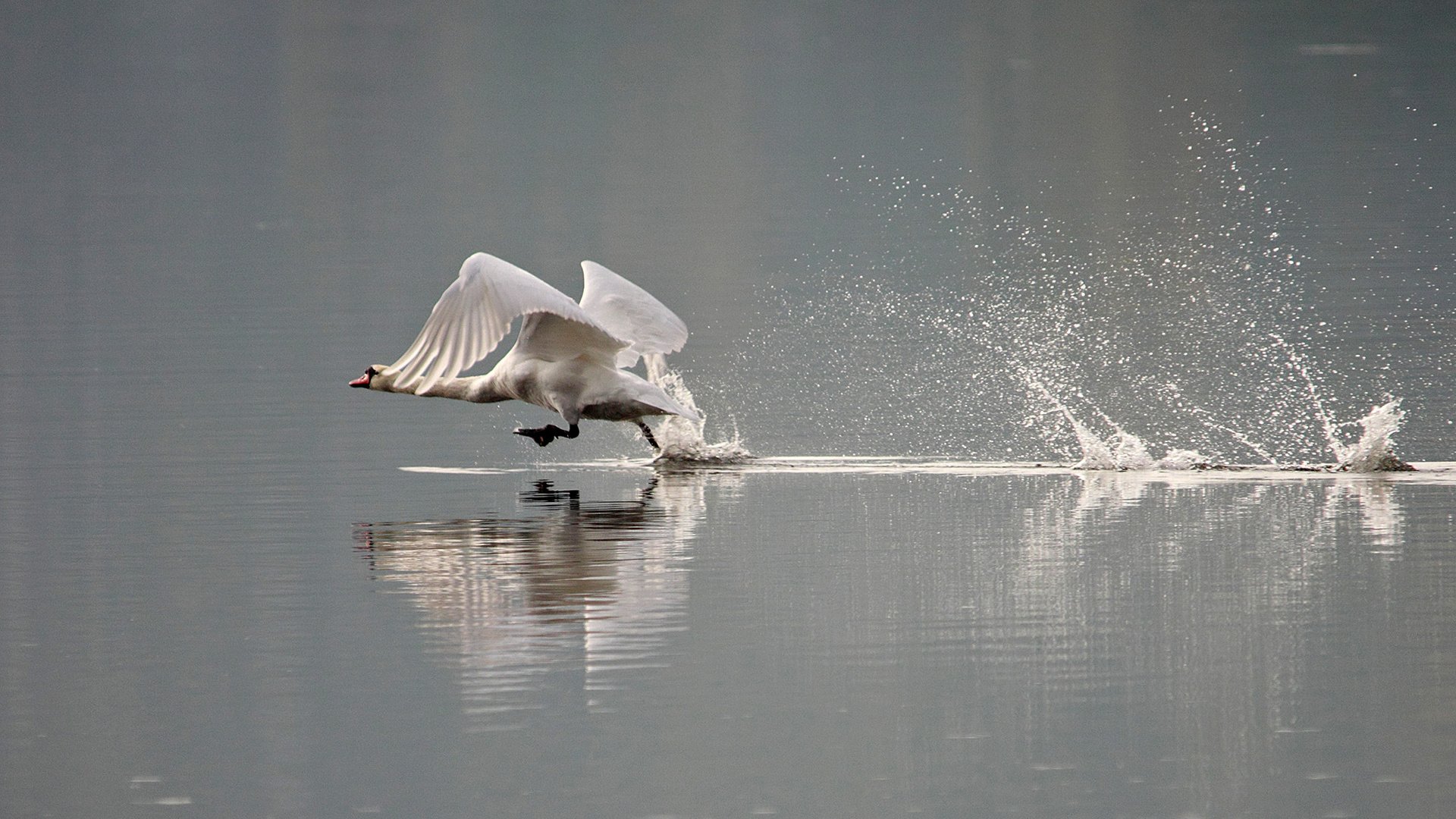 Обои вода, брызги, птицы, лебедь, water, squirt, birds, swan разрешение 2000x1345 Загрузить