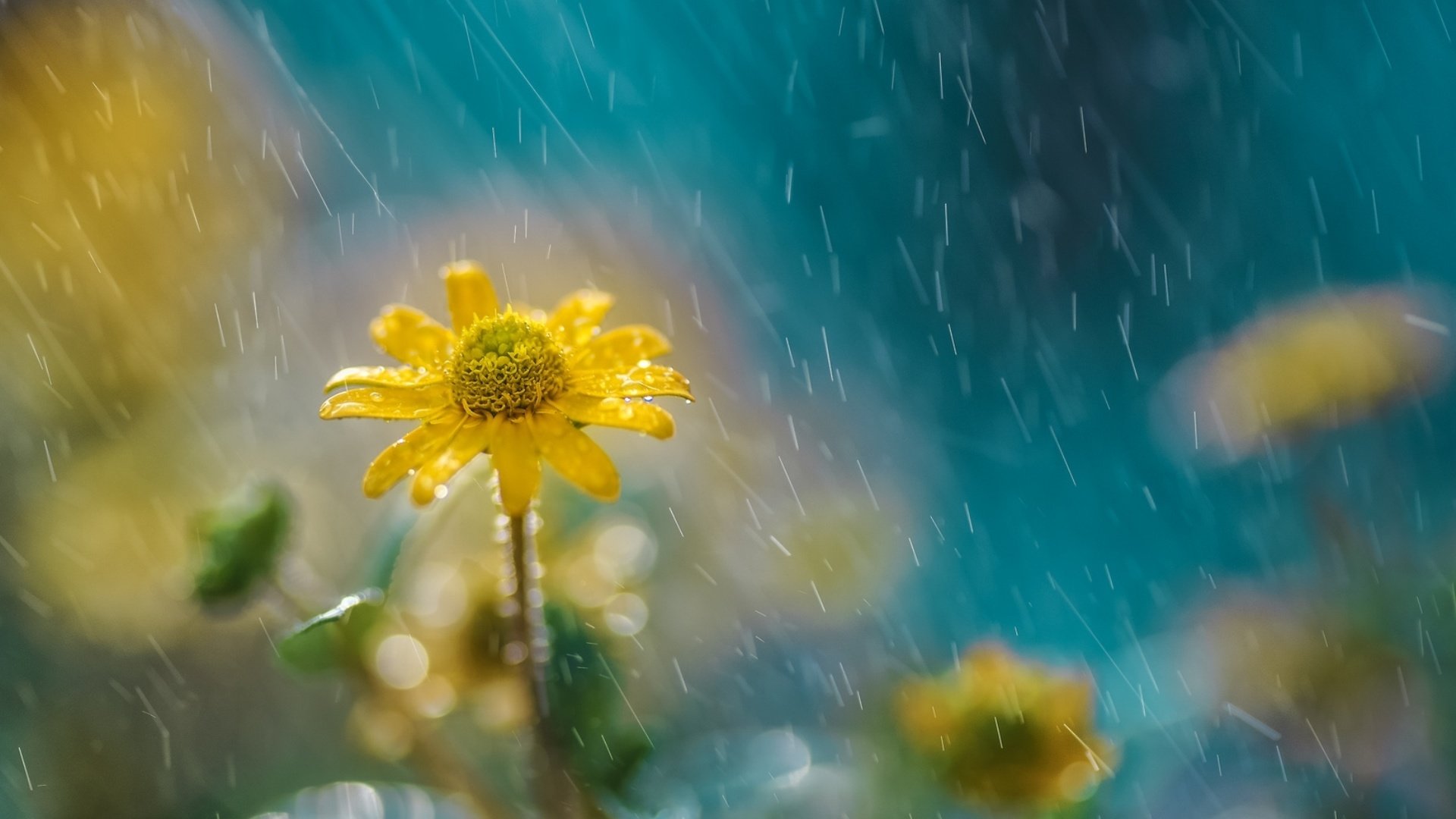 Обои цветы, природа, дождь, желтые, flowers, nature, rain, yellow разрешение 1928x1285 Загрузить