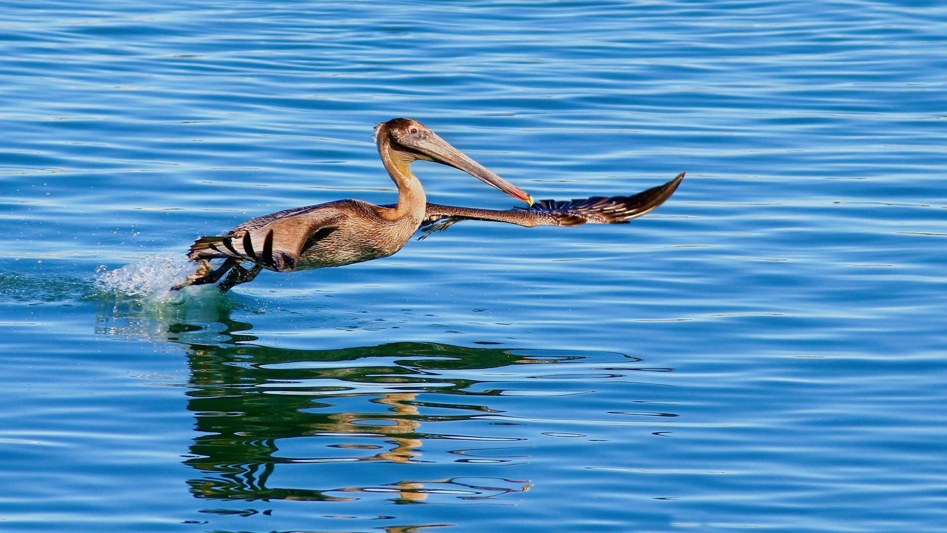 Обои вода, крылья, птица, клюв, пеликан, water, wings, bird, beak, pelican разрешение 1920x1200 Загрузить