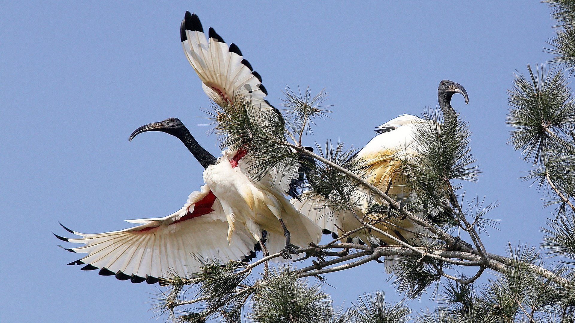 Обои небо, дерево, крылья, птицы, клюв, ибисы, ибис, колпицы, the sky, tree, wings, birds, beak, ibis, spoonbills разрешение 2000x1330 Загрузить