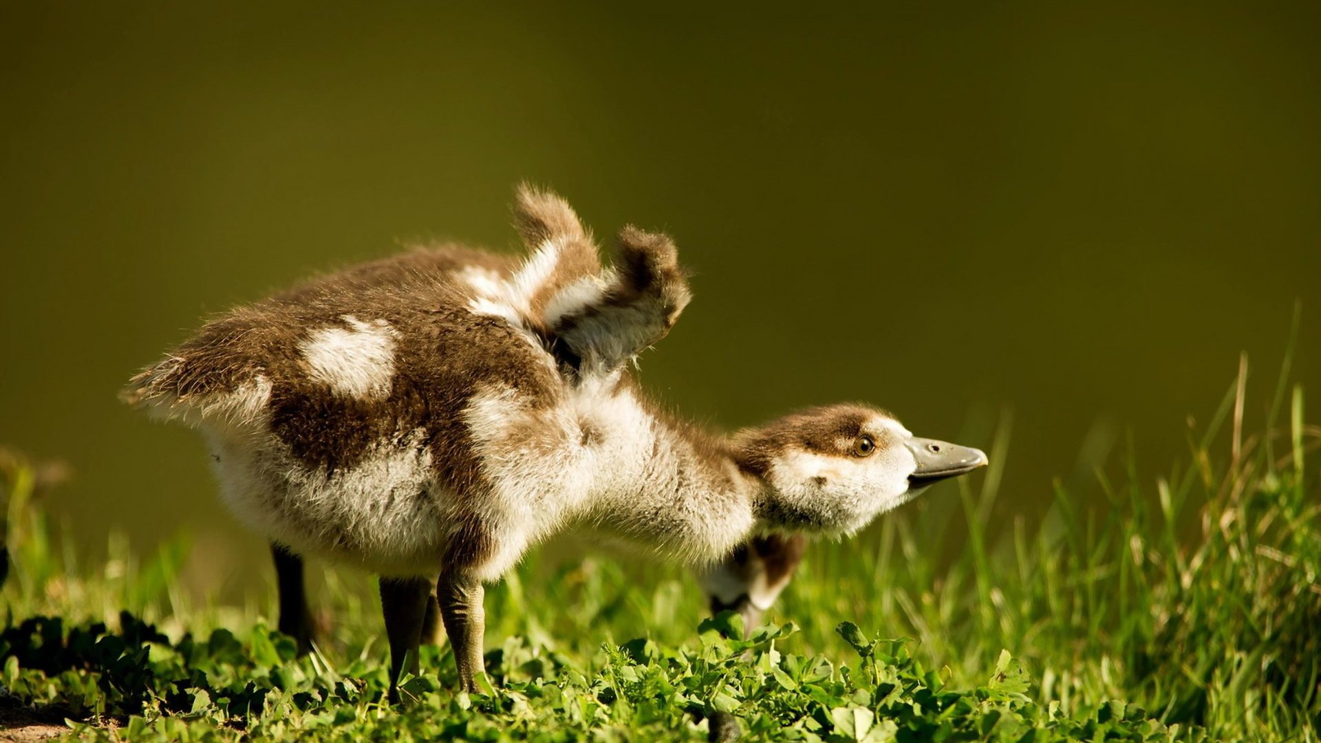 Обои трава, птицы, пара, птенцы, гусенок, grass, birds, pair, chicks, gosling разрешение 1920x1200 Загрузить