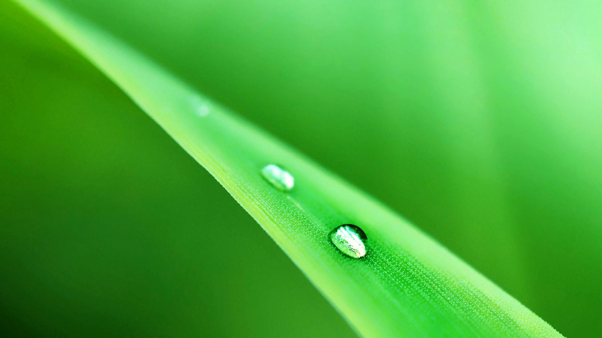 Обои трава, природа, зелень, капли, травинка, grass, nature, greens, drops, a blade of grass разрешение 2560x1600 Загрузить