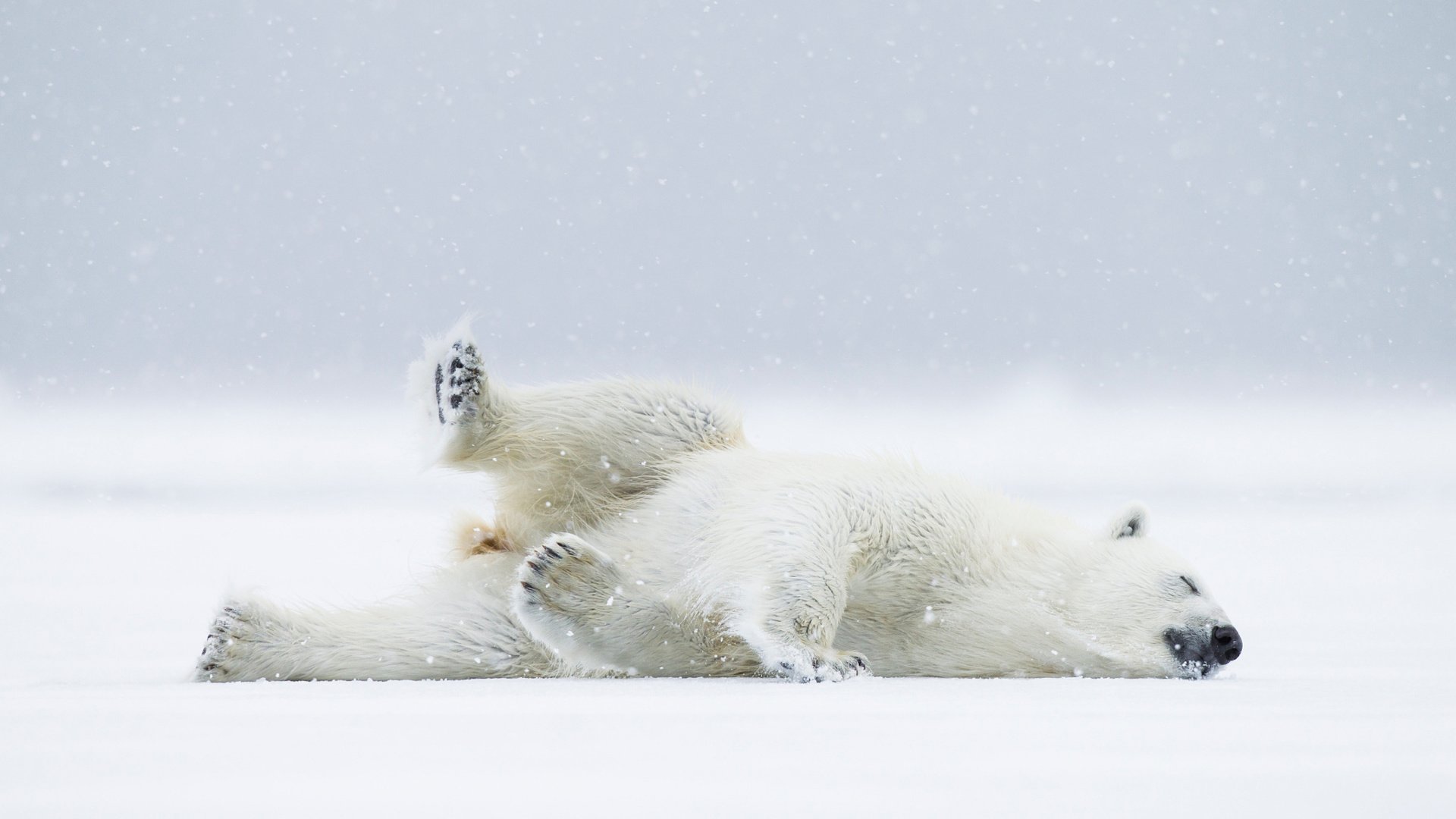 Обои снег, полярный медведь, медведь, хищник, белый медведь, snow, polar bear, bear, predator разрешение 2048x1366 Загрузить