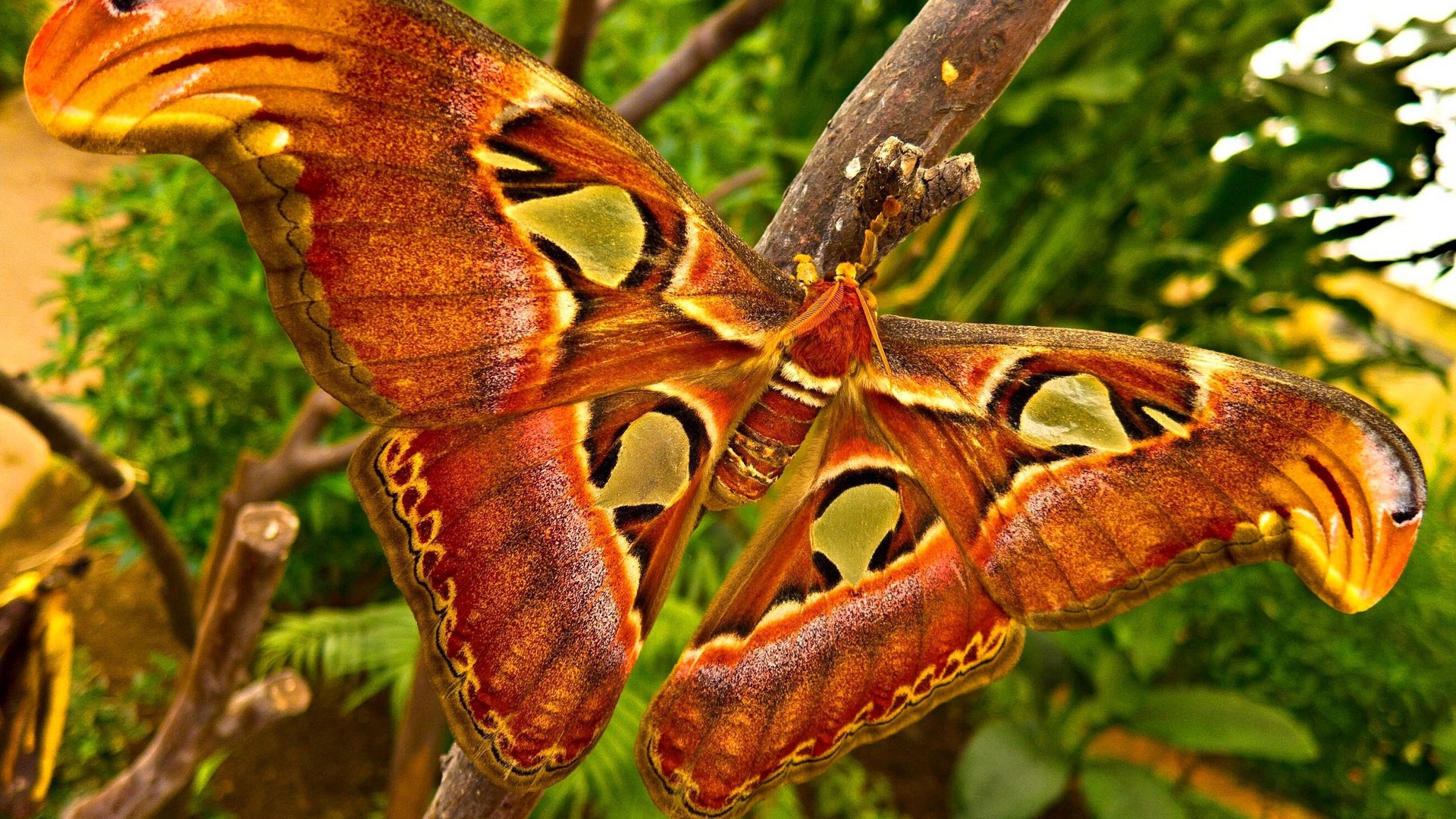 Обои макро, насекомое, крылья, моль, big moth, macro, insect, wings, mol разрешение 2560x1847 Загрузить