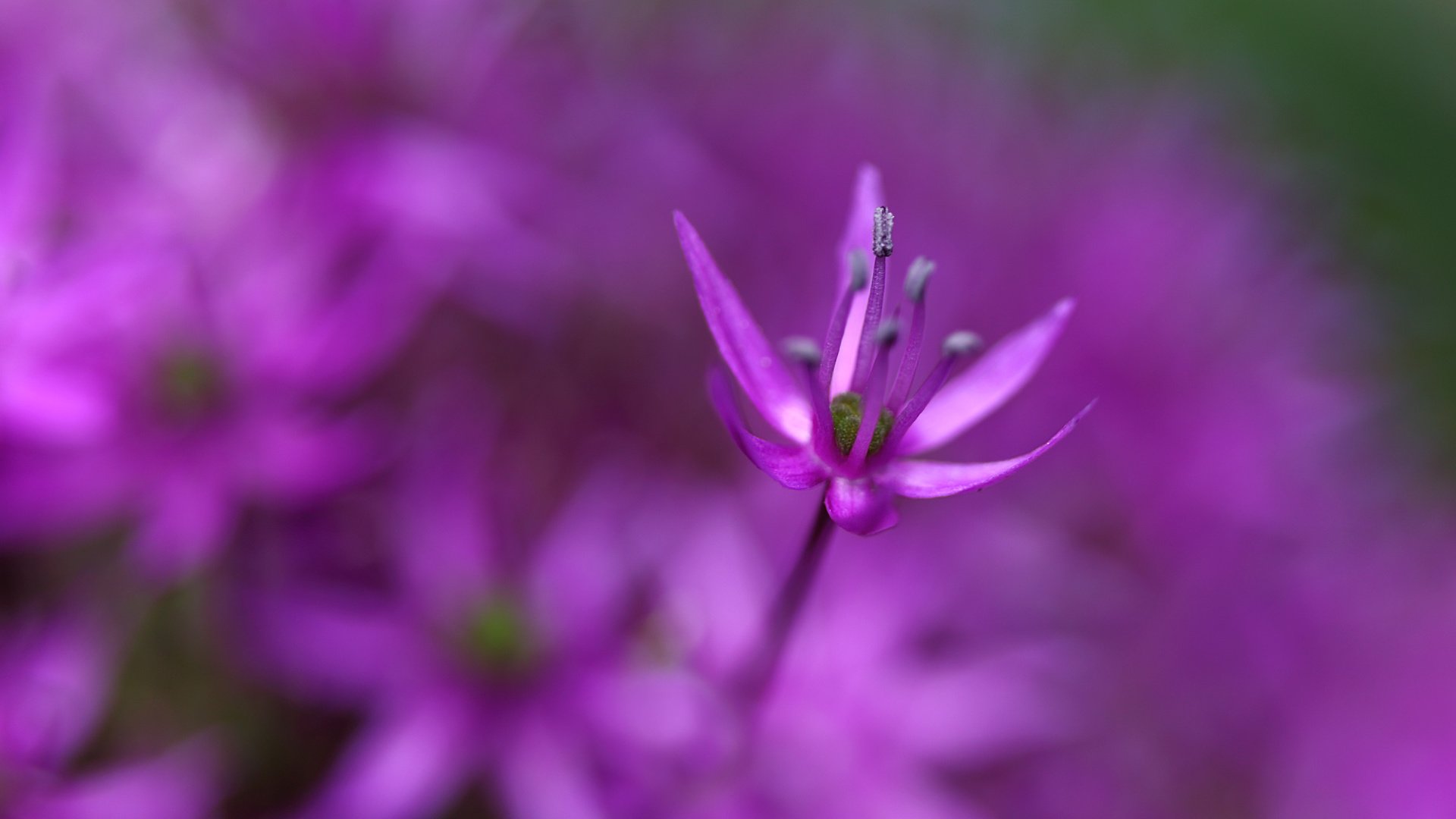 Обои цветы, макро, цветок, лепестки, сад, клумба, сиреневые, flowers, macro, flower, petals, garden, flowerbed, lilac разрешение 2000x1275 Загрузить