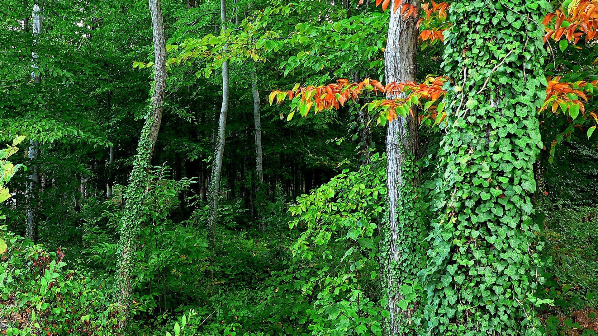 Обои деревья, лес, листья, заросли, trees, forest, leaves, thickets разрешение 2048x1468 Загрузить