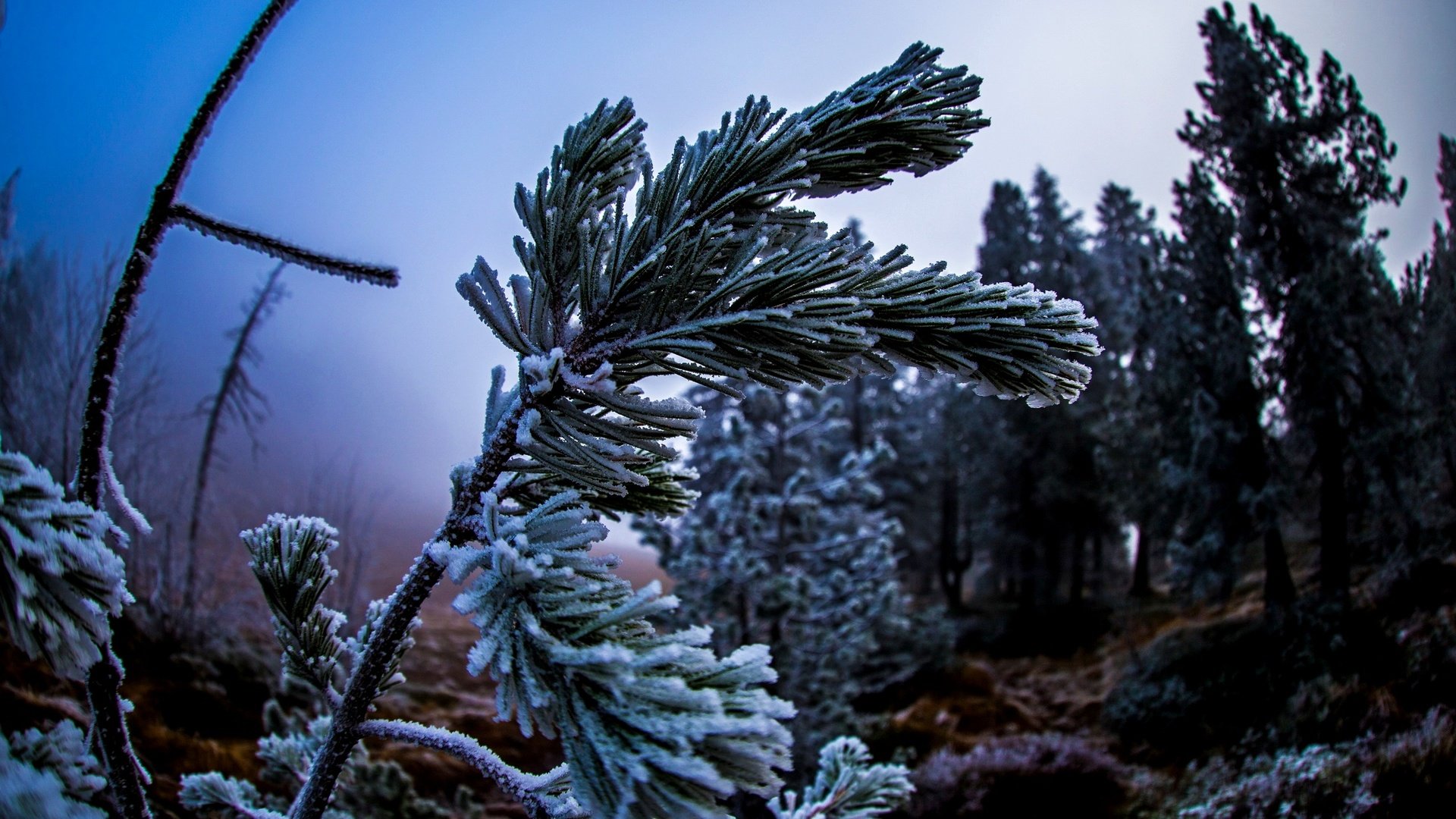 Обои природа, дерево, хвоя, макро, ветки, иней, nature, tree, needles, macro, branches, frost разрешение 2560x1662 Загрузить