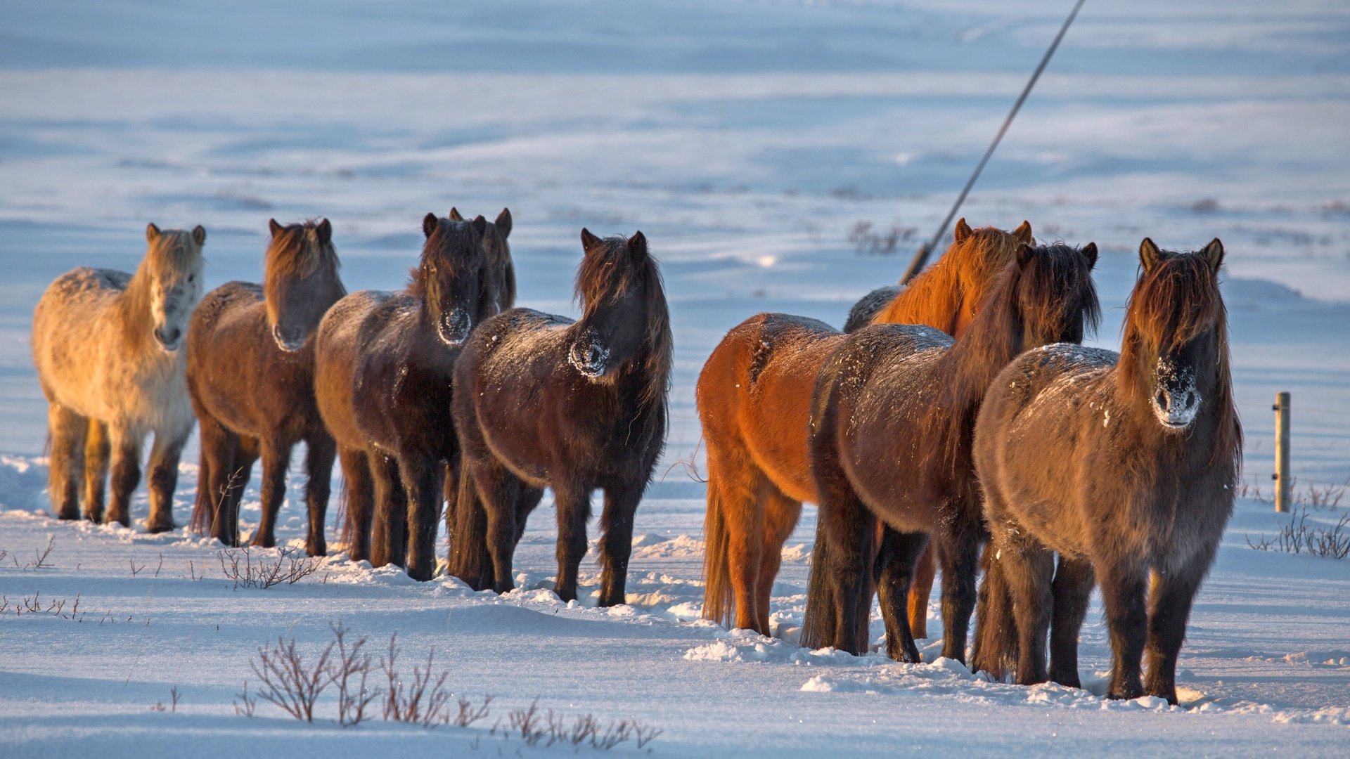 Обои снег, зима, лошади, кони, исландия, snow, winter, horse, horses, iceland разрешение 3840x2160 Загрузить