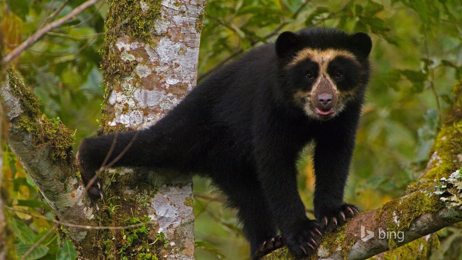 Обои дерево, лес, медведь, очковый медведь, tree, forest, bear, spectacled bear разрешение 1920x1200 Загрузить