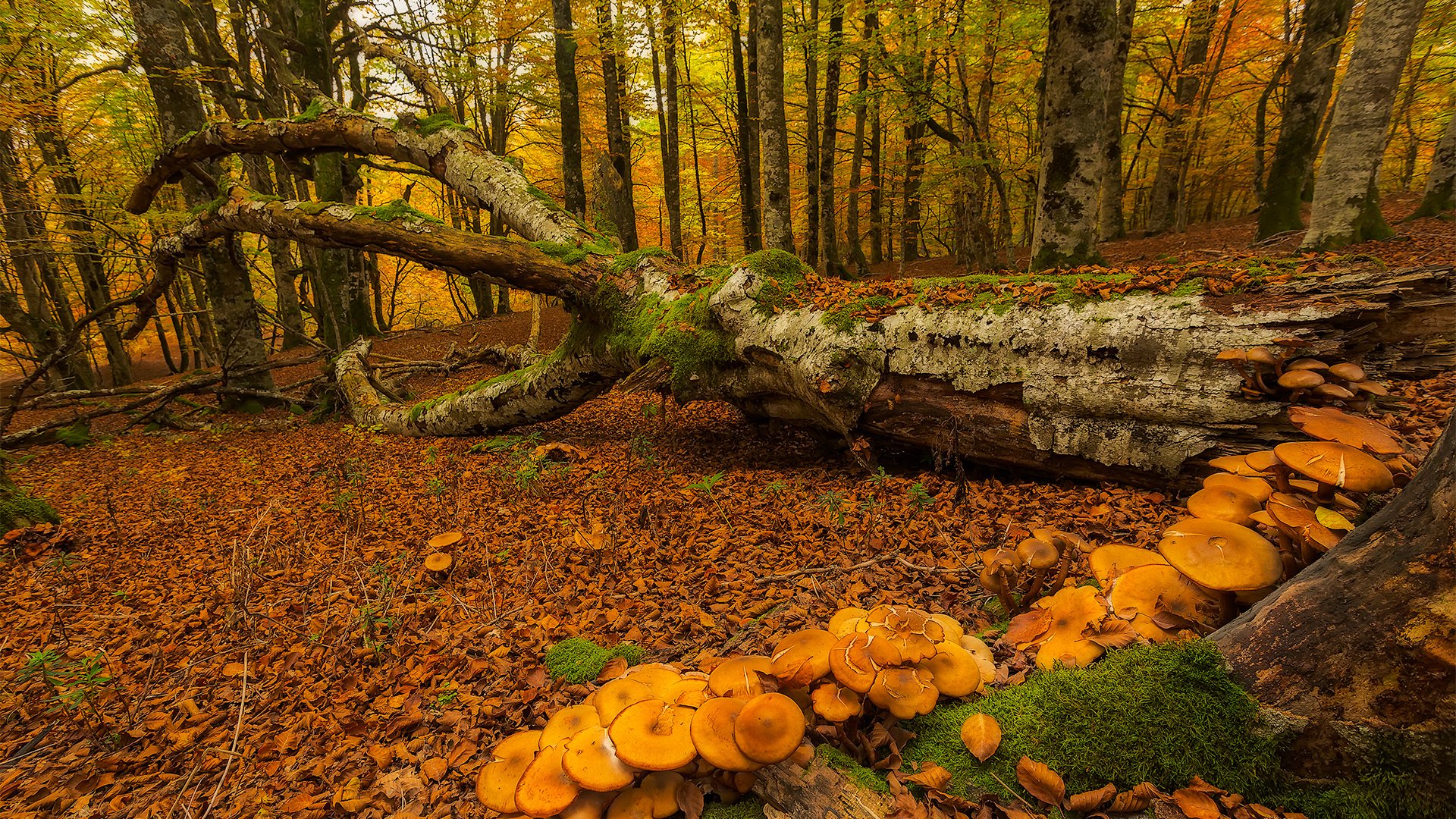 Обои деревья, лес, осень, грибы, мох, испания, urabain, страна басков, trees, forest, autumn, mushrooms, moss, spain, basque country разрешение 1920x1280 Загрузить