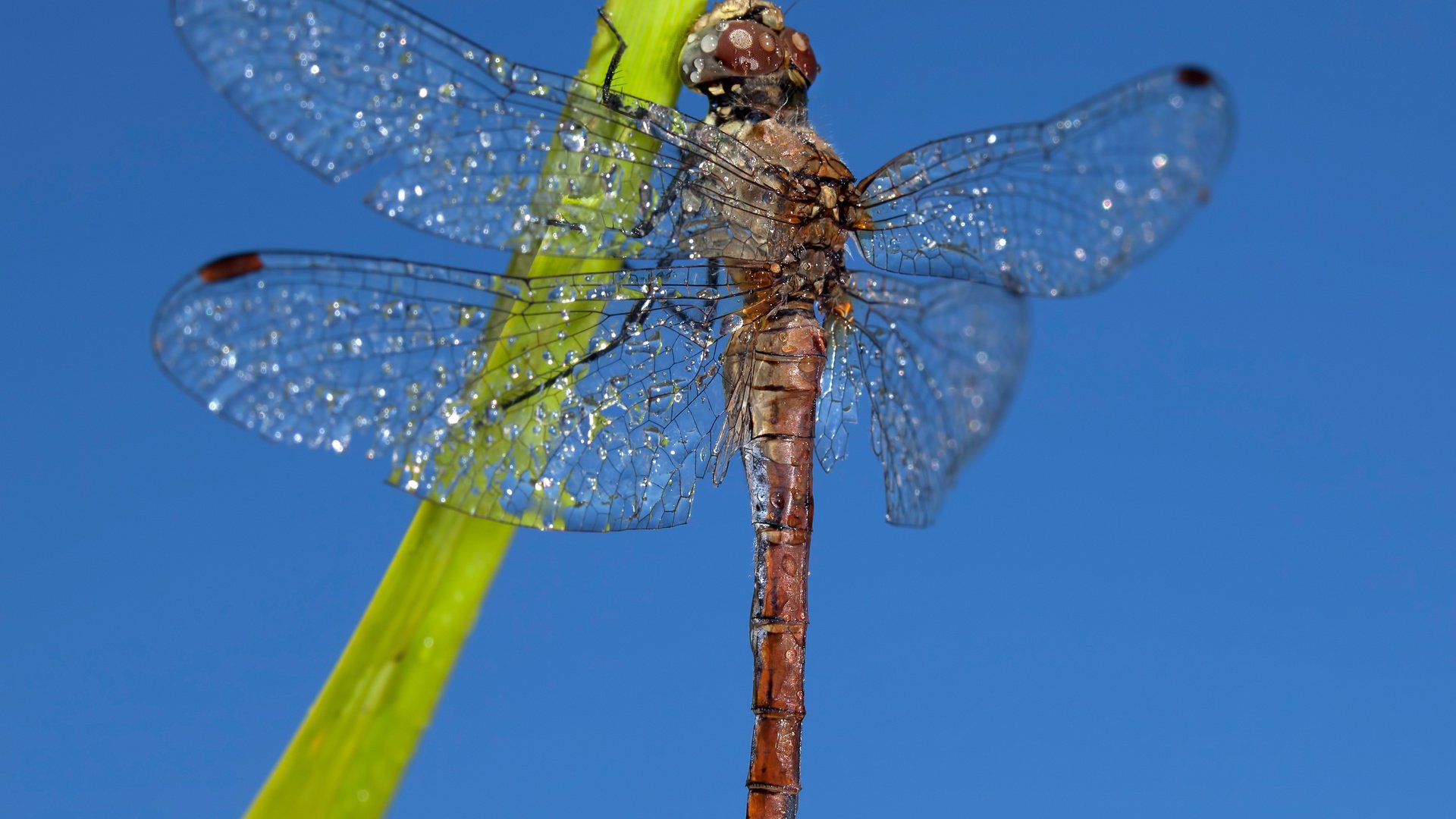 Обои небо, насекомое, крылья, стрекоза, the sky, insect, wings, dragonfly разрешение 2880x2017 Загрузить