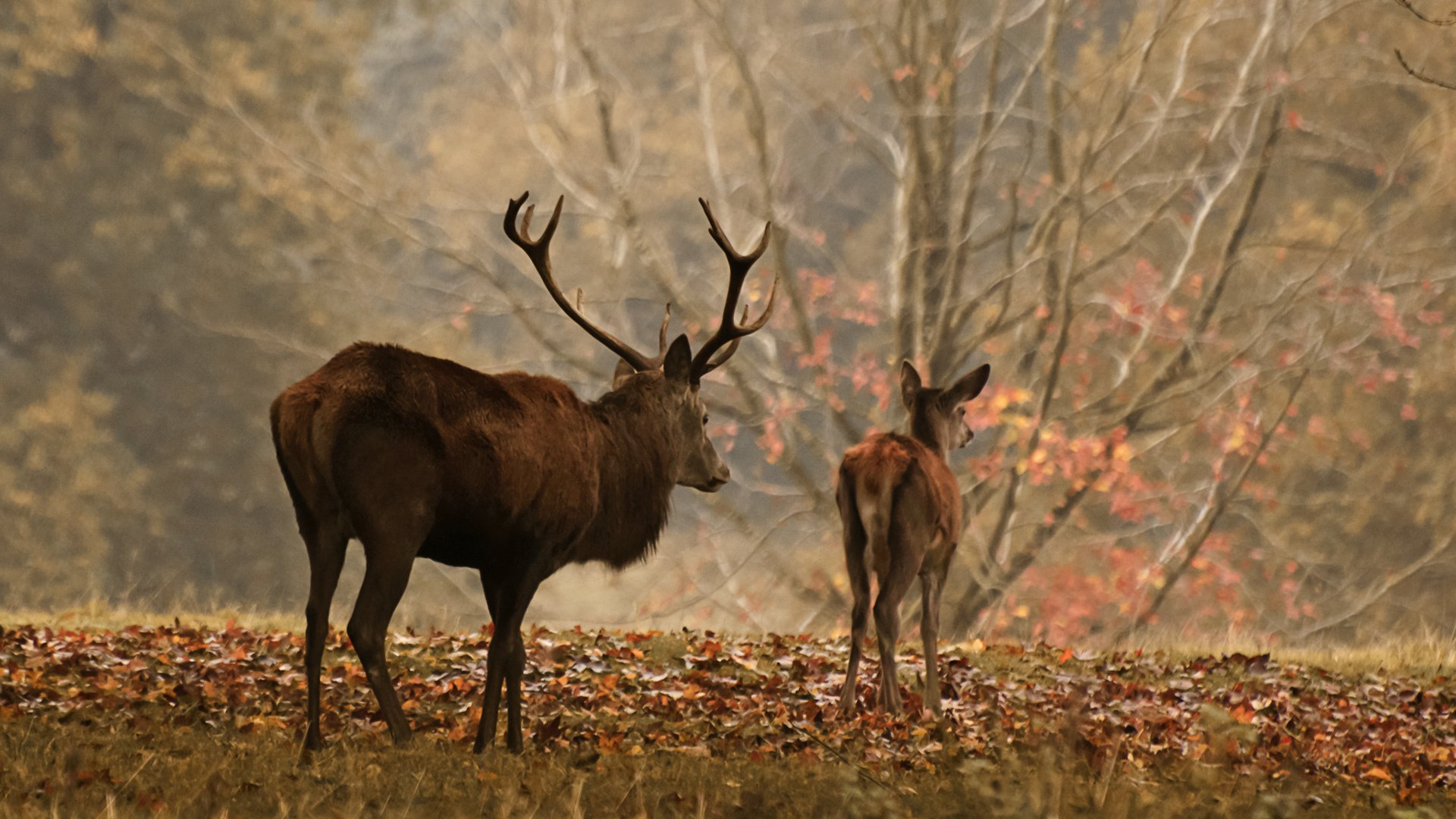 Обои лес, олень, осень, рога, олени, осенние листья, forest, deer, autumn, horns, autumn leaves разрешение 3001x1645 Загрузить