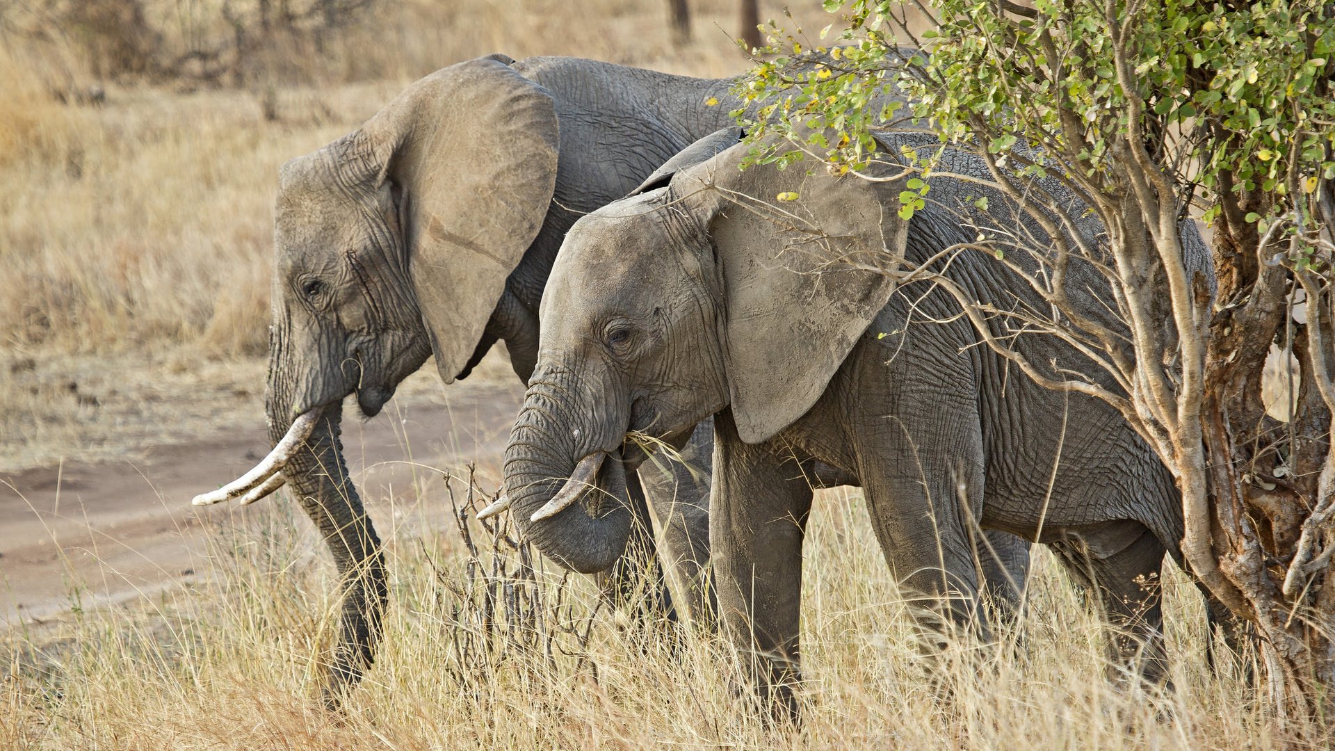 Обои природа, африка, уши, слоны, хобот, бивни, nature, africa, ears, elephants, trunk, tusks разрешение 2048x1412 Загрузить