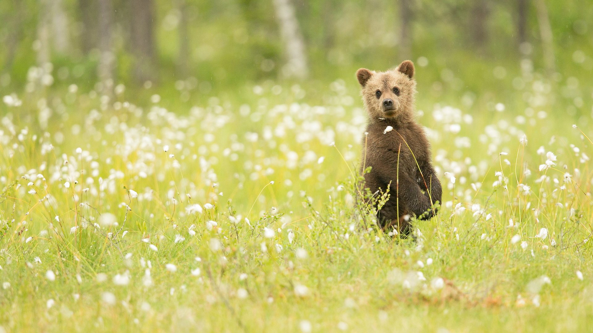 Обои цветы, трава, природа, медведь, наблюдение, медвежонок, flowers, grass, nature, bear, observation разрешение 2048x1365 Загрузить