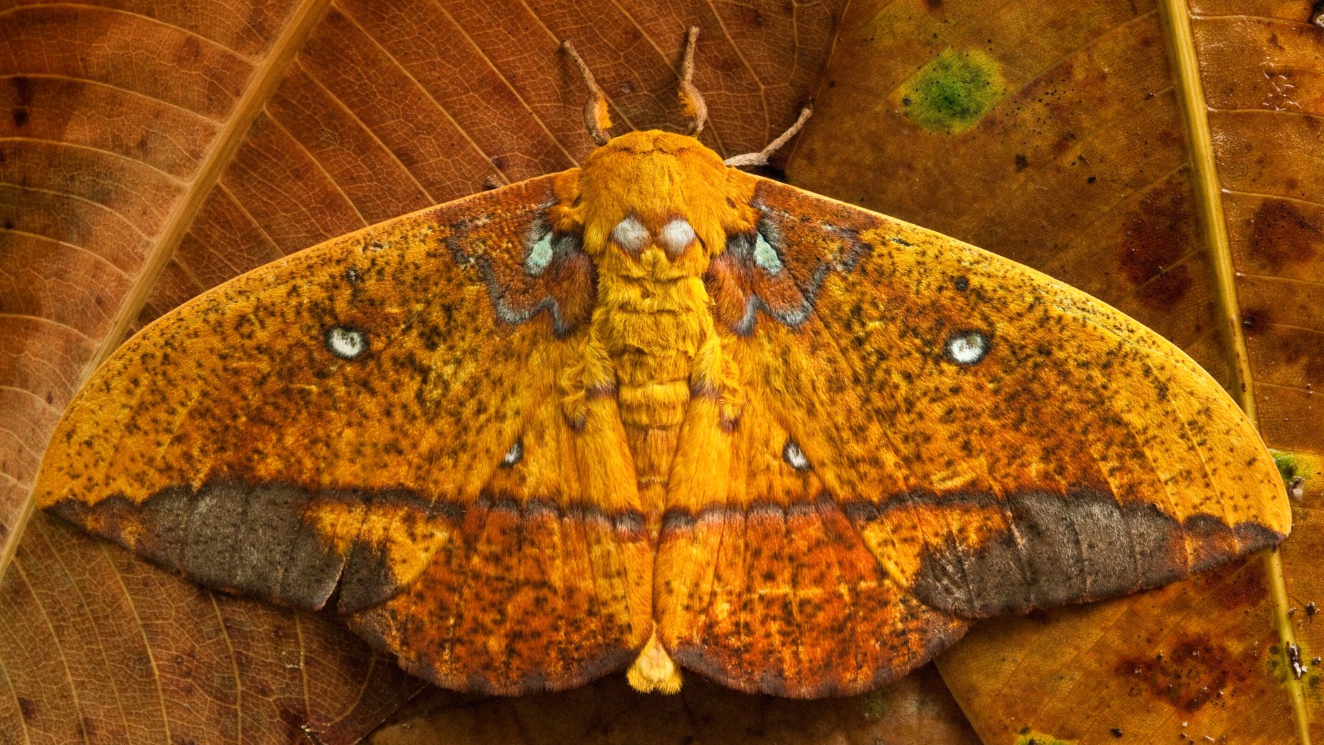 Обои листья, бабочка, крылья, saturniid moth, yasuni national park, эквадор, leaves, butterfly, wings, ecuador разрешение 1920x1200 Загрузить