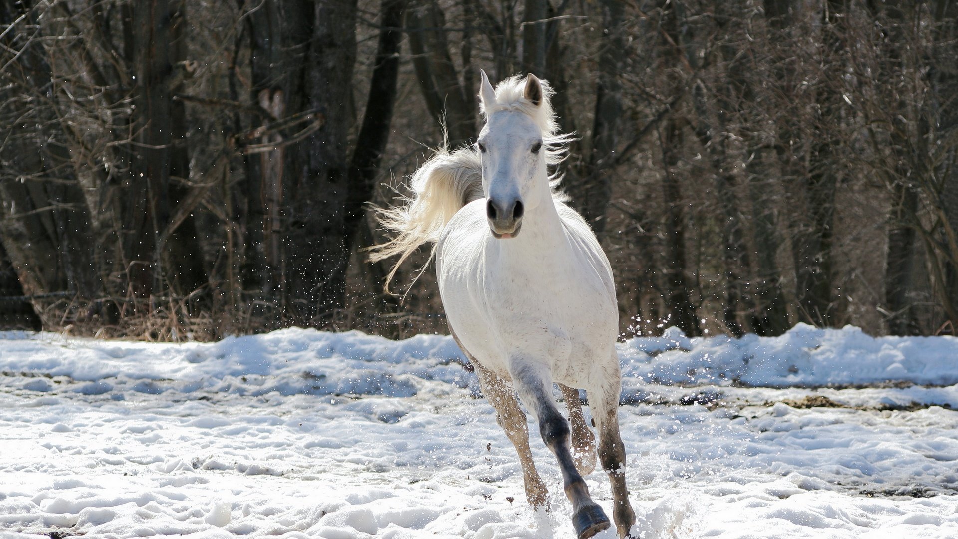 Обои лошадь, деревья, снег, зима, конь, белая, скачет, horse, trees, snow, winter, white, jump разрешение 2880x1920 Загрузить