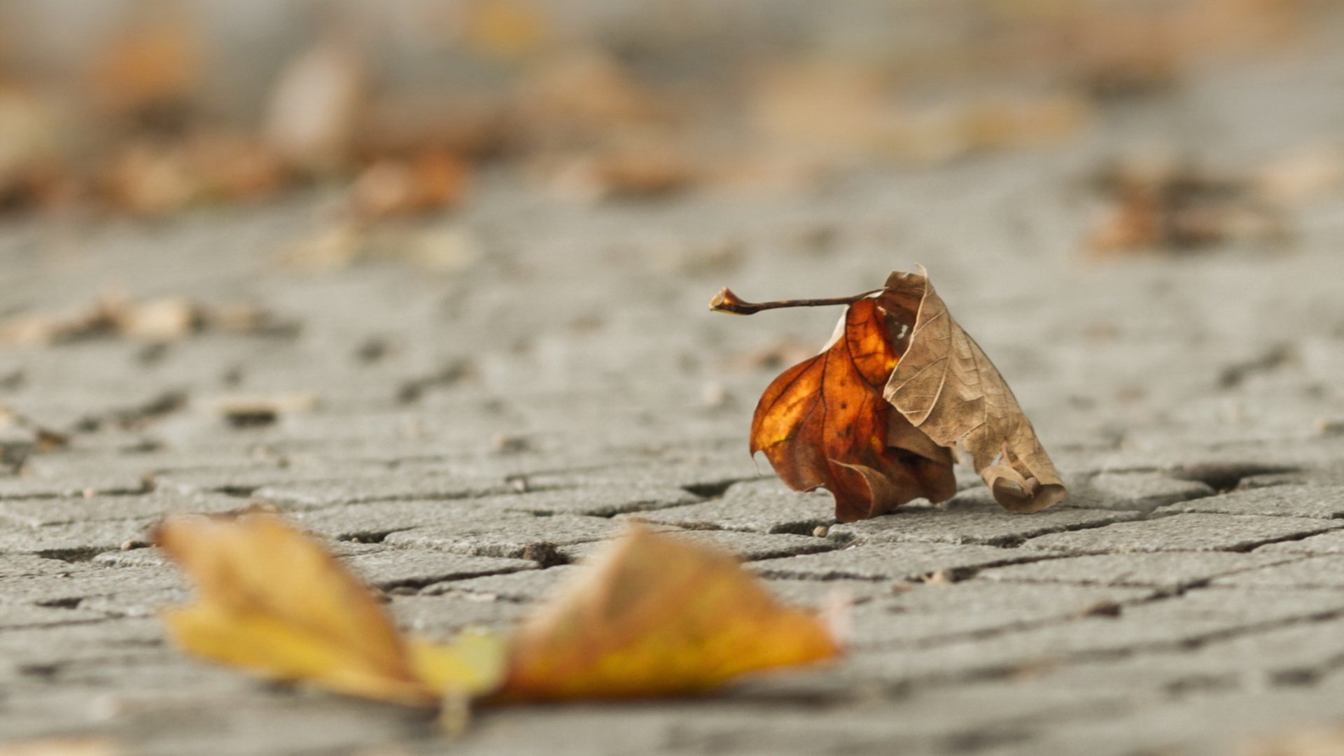 Обои листья, макро, осень, leaves, macro, autumn разрешение 1920x1200 Загрузить