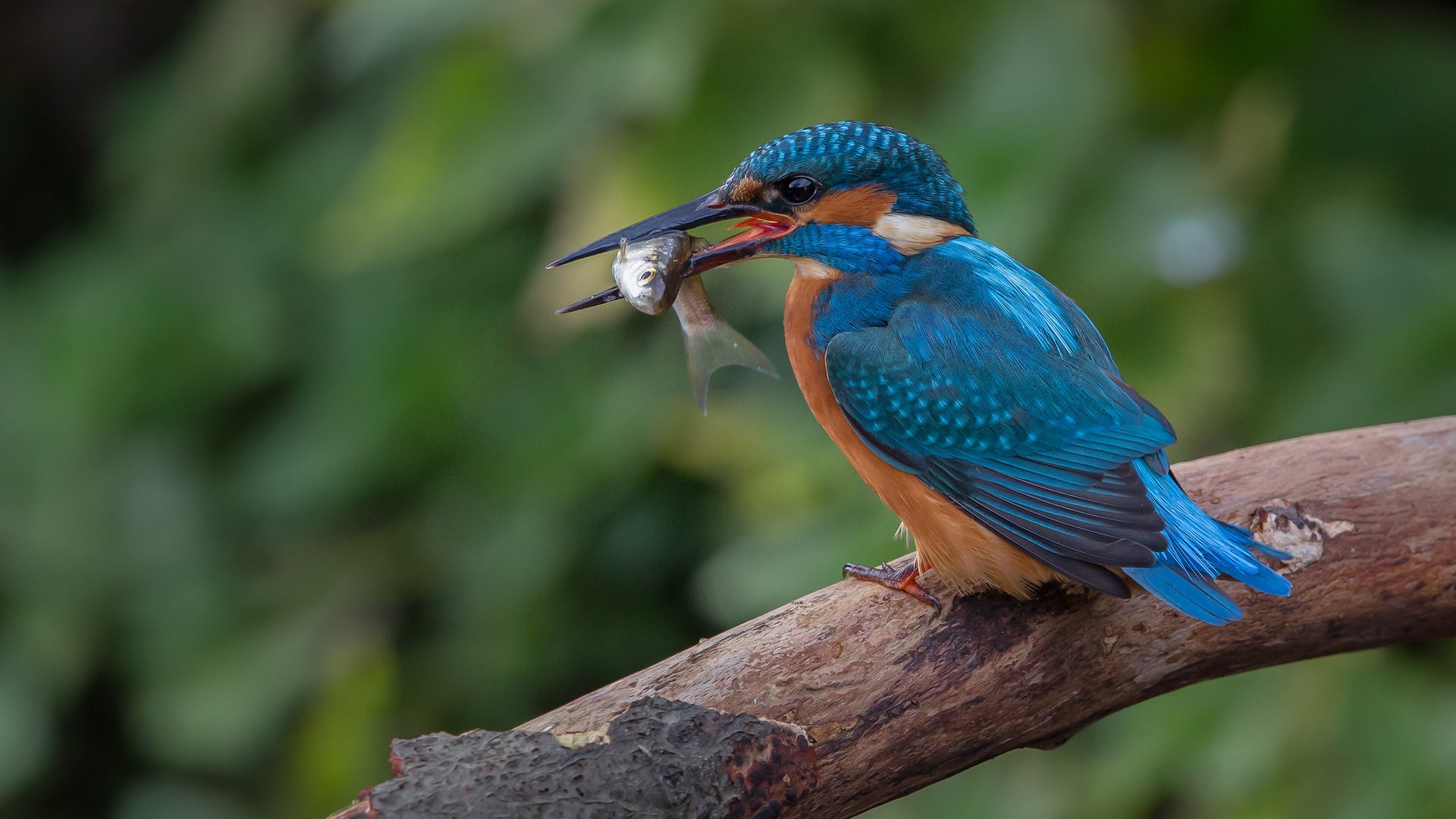 Обои природа, птица, клюв, рыбка, зимородок, nature, bird, beak, fish, kingfisher разрешение 2048x1366 Загрузить