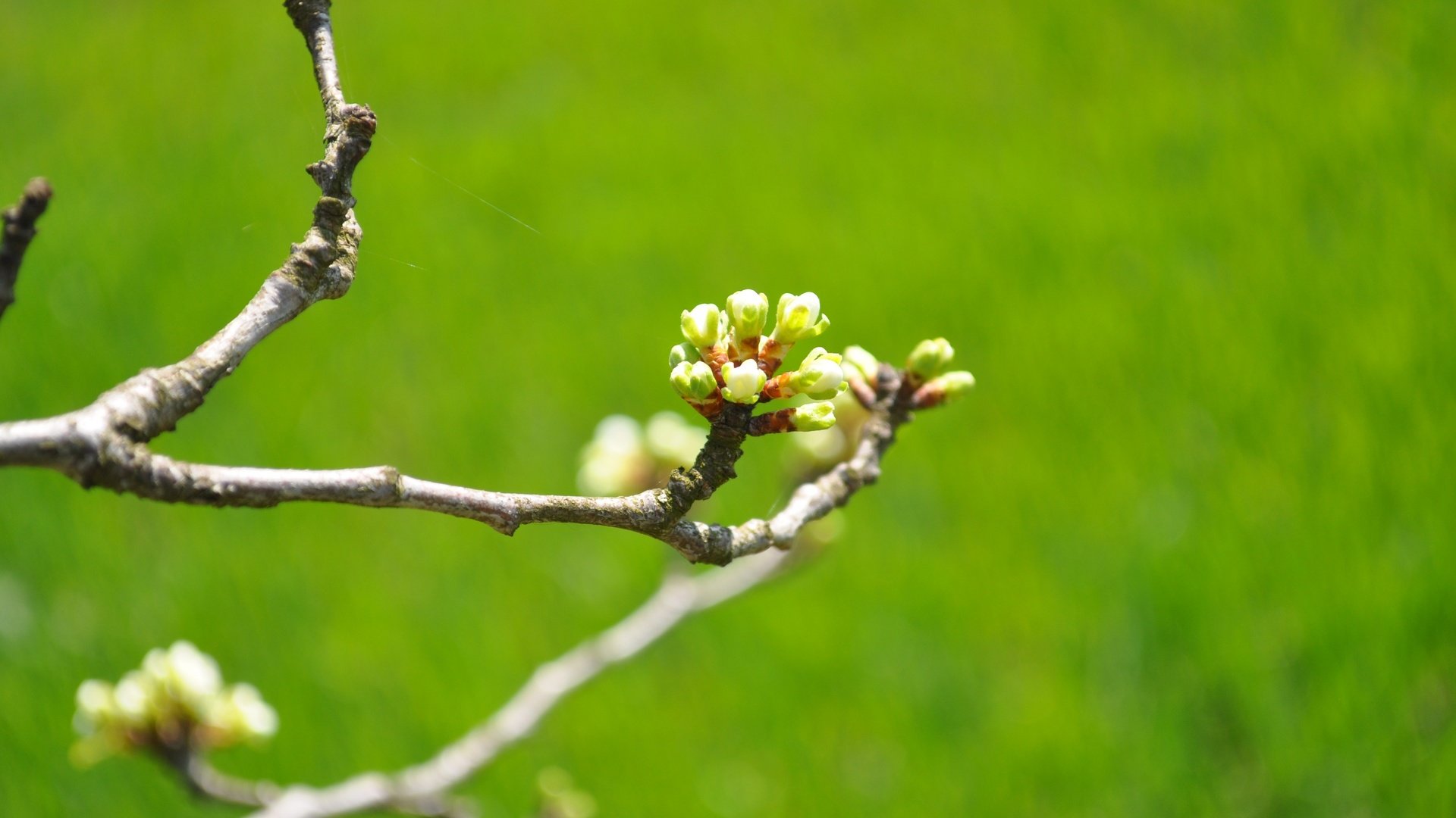 Обои природа, цветение, бутоны, ветки, весна, вишня, зеленый фон, nature, flowering, buds, branches, spring, cherry, green background разрешение 2880x1913 Загрузить