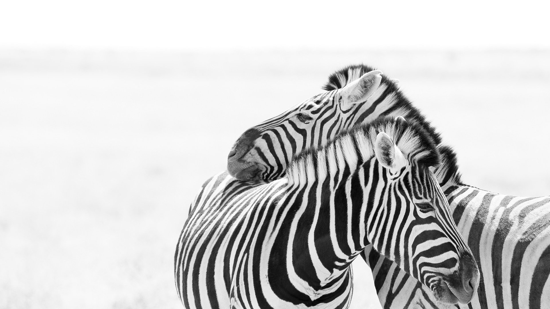 Обои зебра, любовь, пара, белый фон, зебры, zebra, love, pair, white background разрешение 2046x1352 Загрузить