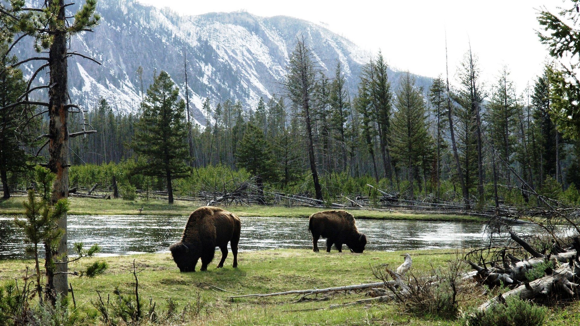 Обои горы, луга, быки, американский бизон, дикие животные, mountains, meadows, bulls, american bison, wild animals разрешение 2880x1847 Загрузить