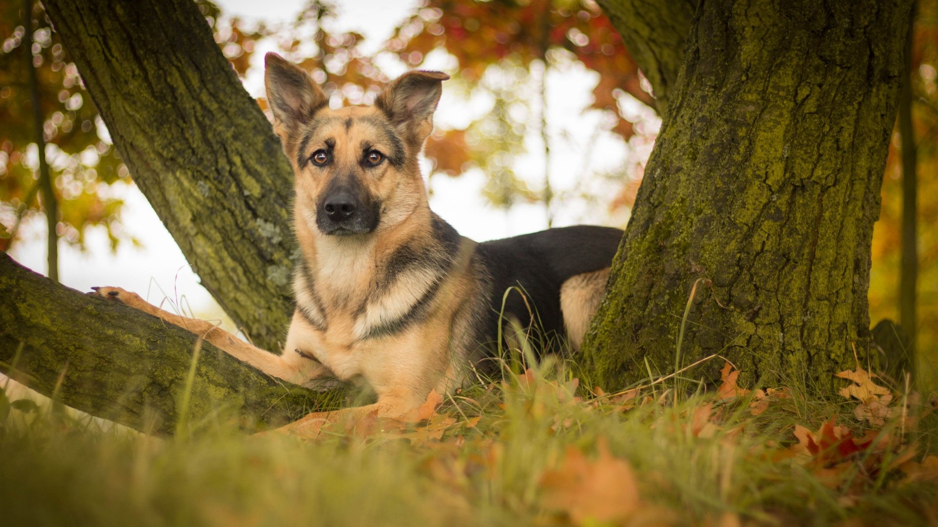 Обои дерево, листья, взгляд, собака, немецкая овчарка, овчарка, tree, leaves, look, dog, german shepherd, shepherd разрешение 4272x2610 Загрузить