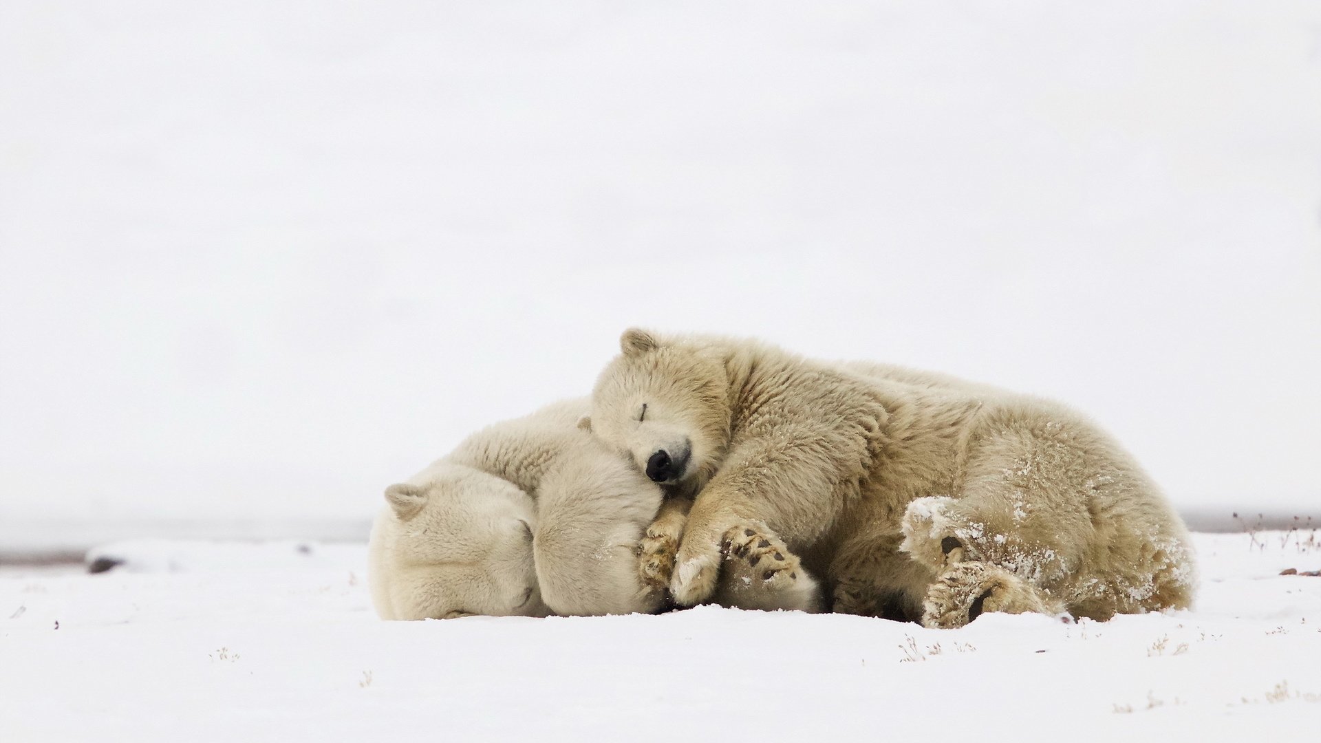 Обои природа, фон, белые, медведи, nature, background, white, bears разрешение 2048x1269 Загрузить