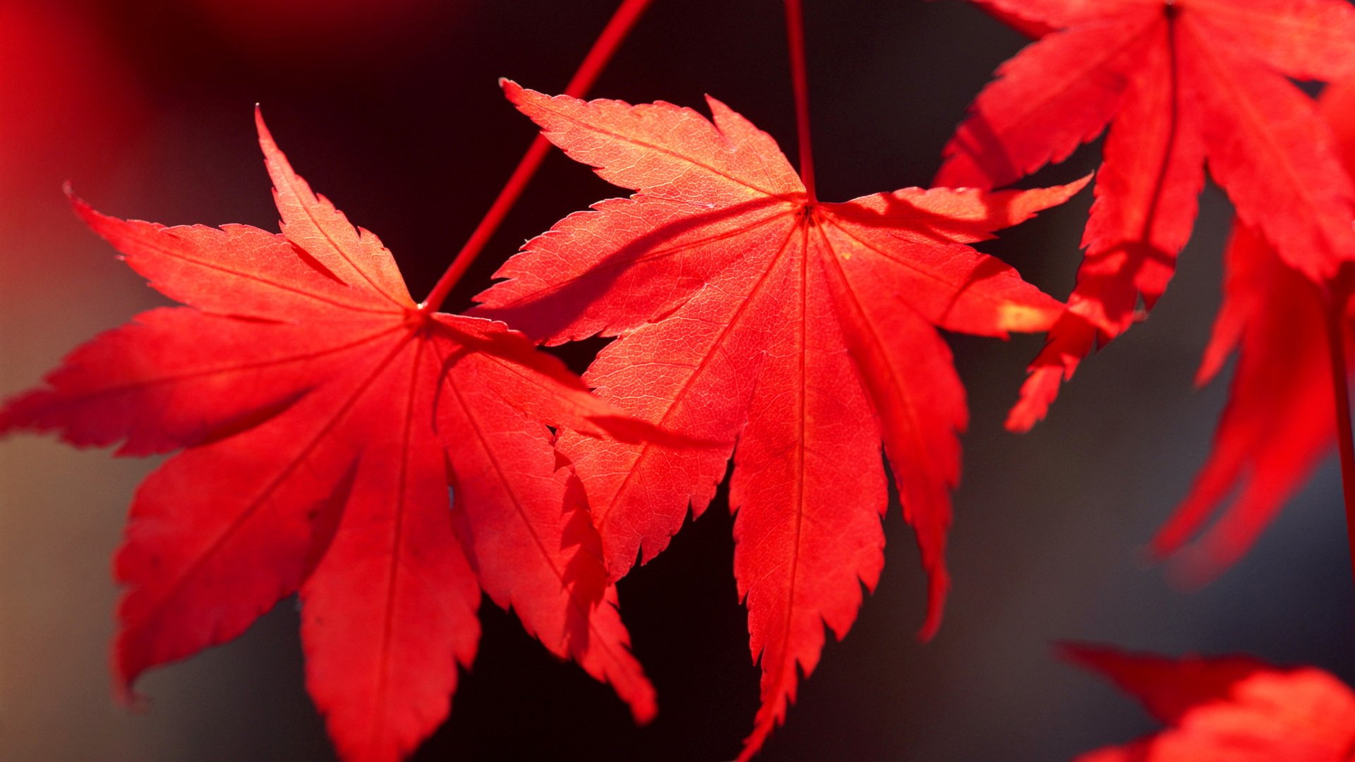 Обои листья, осень, клен, багрянец, leaves, autumn, maple, the crimson разрешение 4111x2918 Загрузить