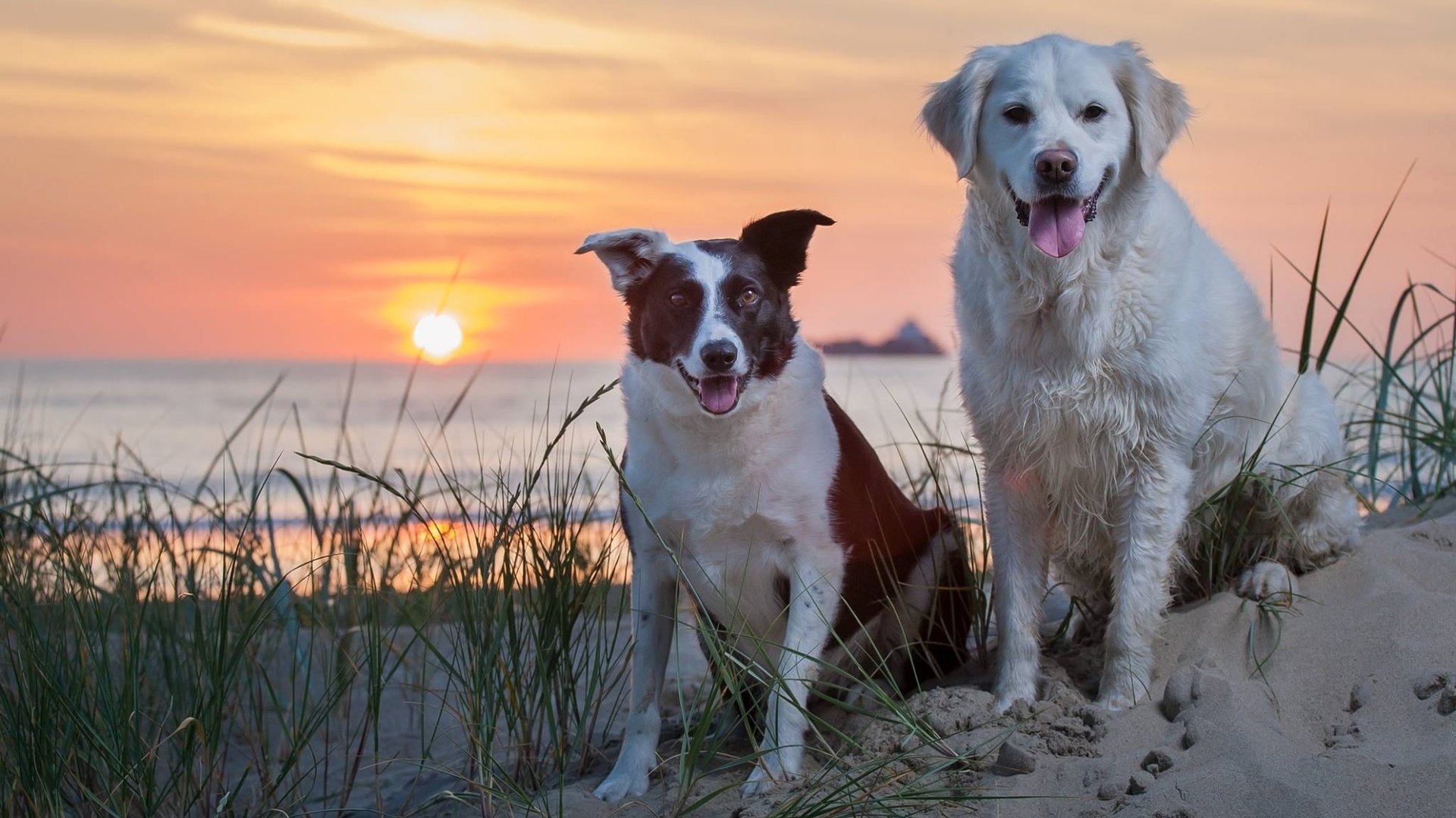 Обои закат, море, песок, собаки, sunset, sea, sand, dogs разрешение 2048x1365 Загрузить