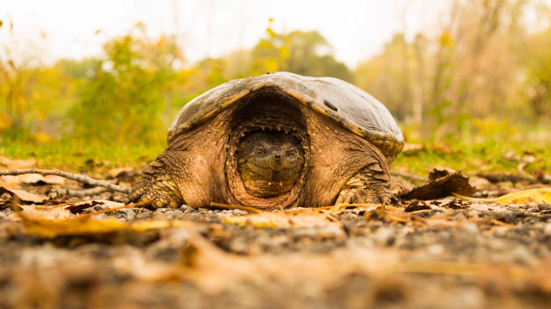 Обои природа, фон, черепаха, nature, background, turtle разрешение 2560x1707 Загрузить