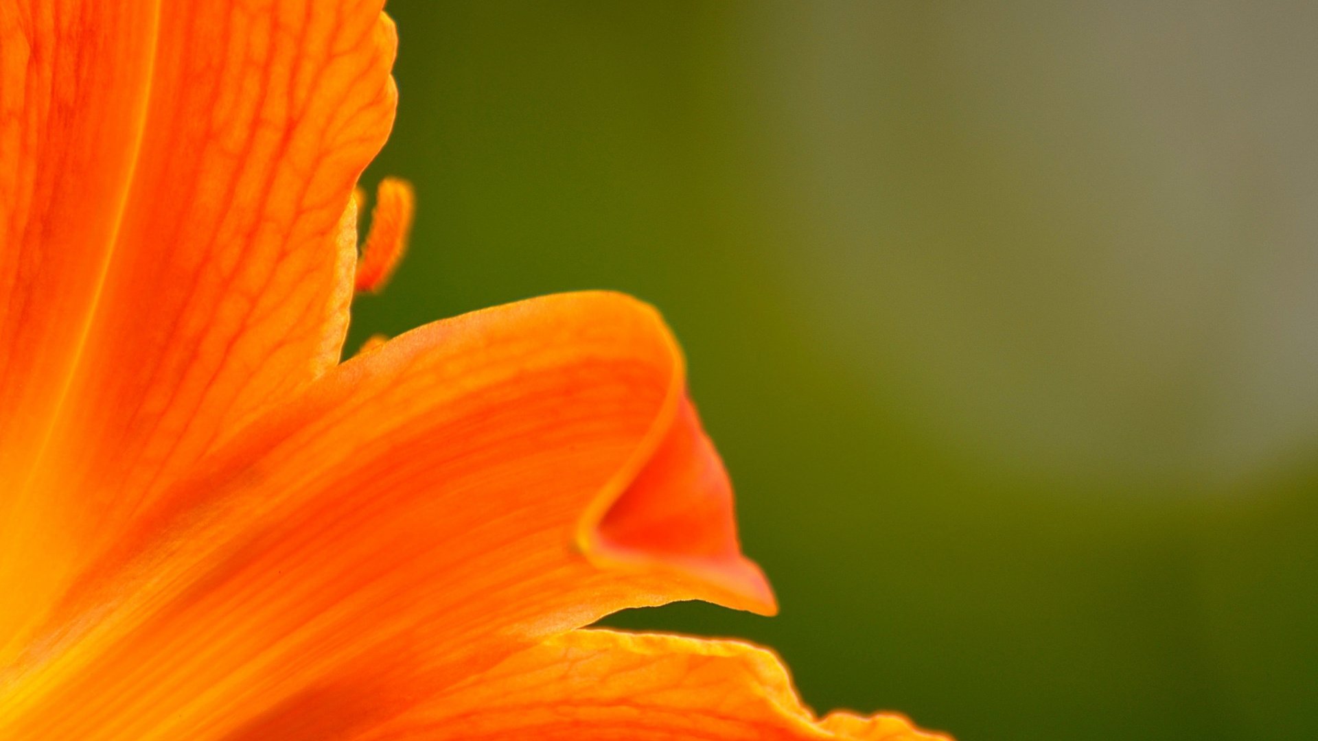 Обои макро, цветок, лепестки, лилия, macro, flower, petals, lily разрешение 2048x1356 Загрузить