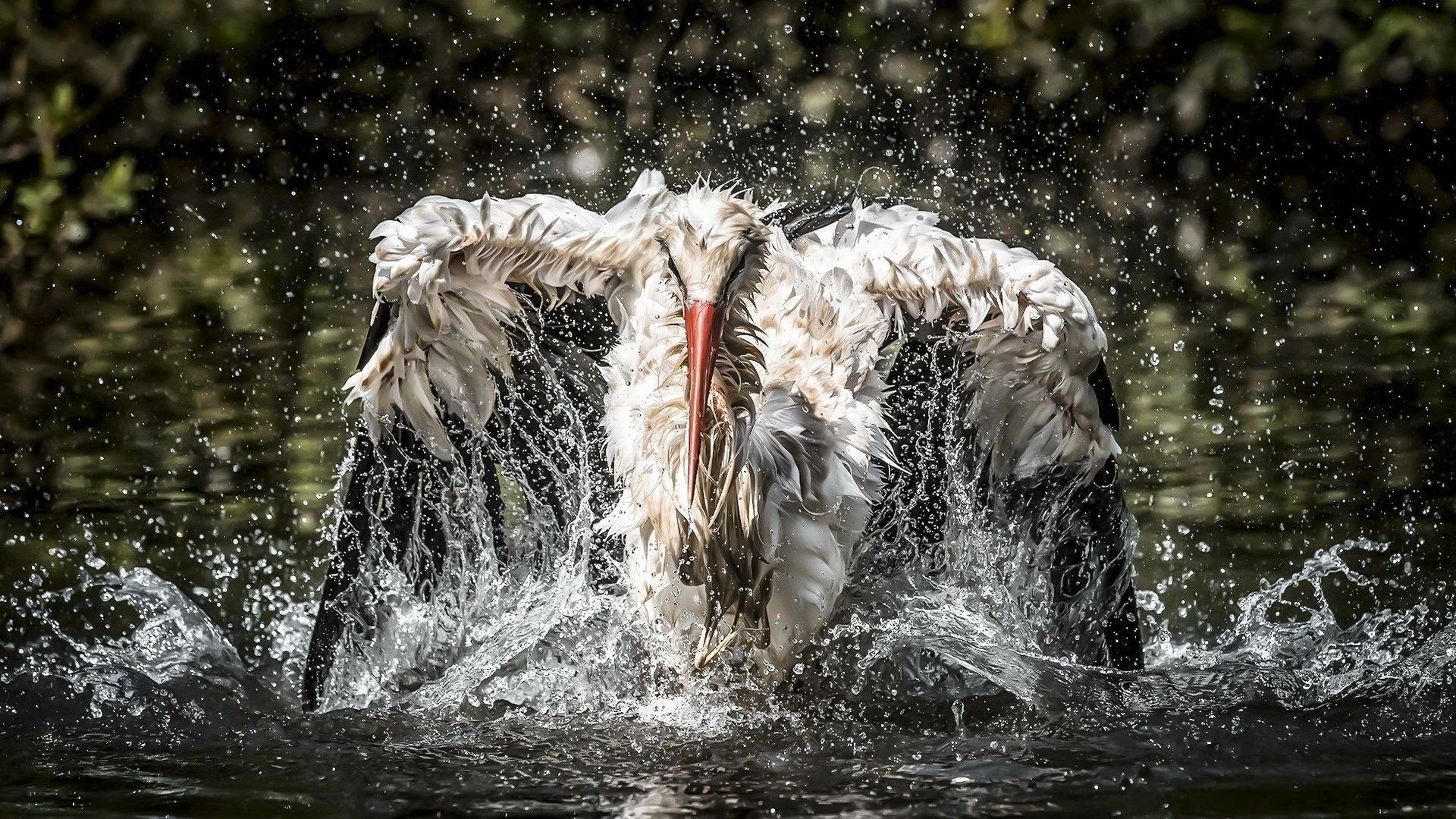 Обои вода, птица, рыбалка, аист, water, bird, fishing, stork разрешение 2047x1103 Загрузить