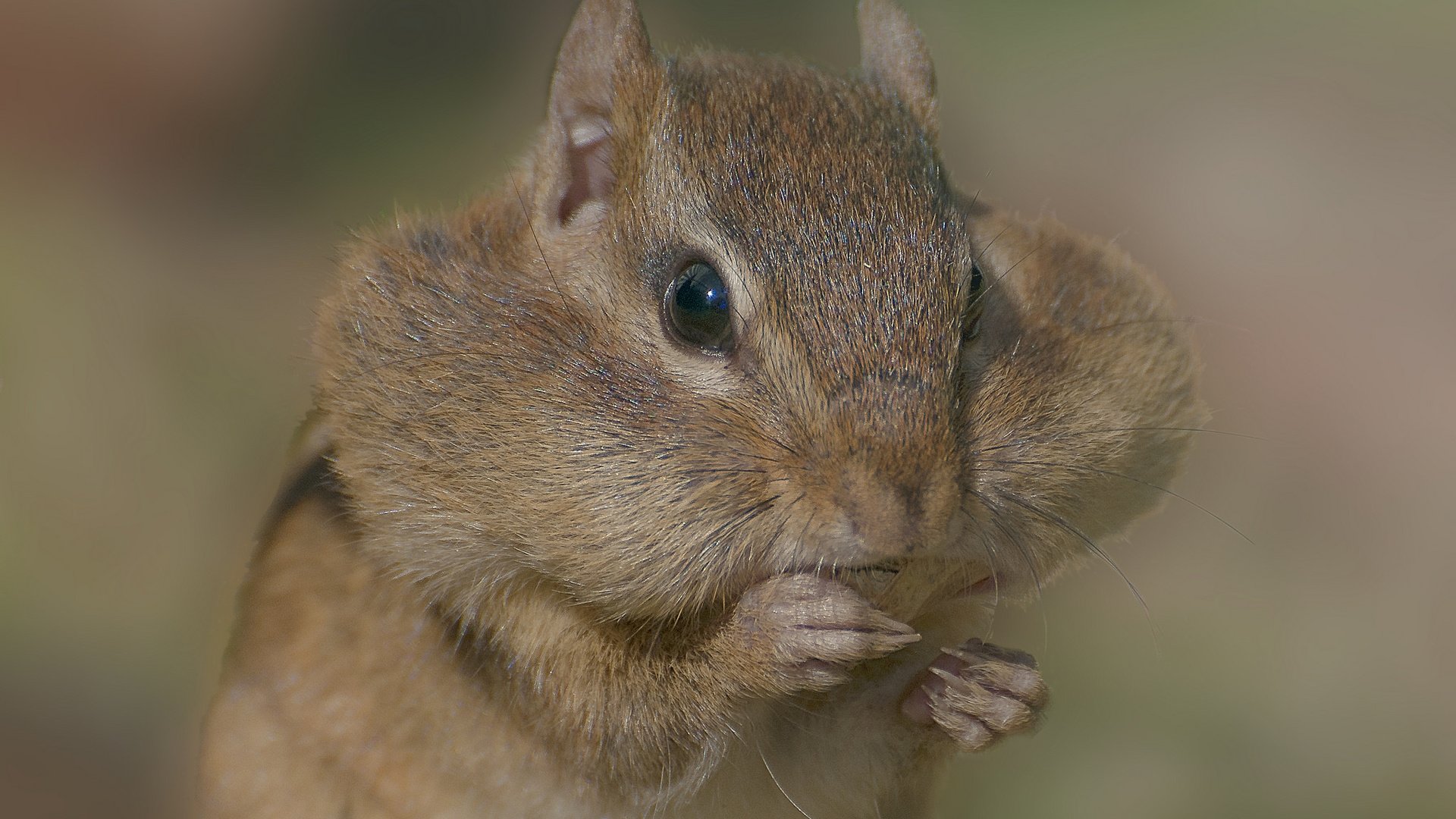 Обои бурундук, грызун, щёки, chipmunk, rodent, cheeks разрешение 2048x1529 Загрузить