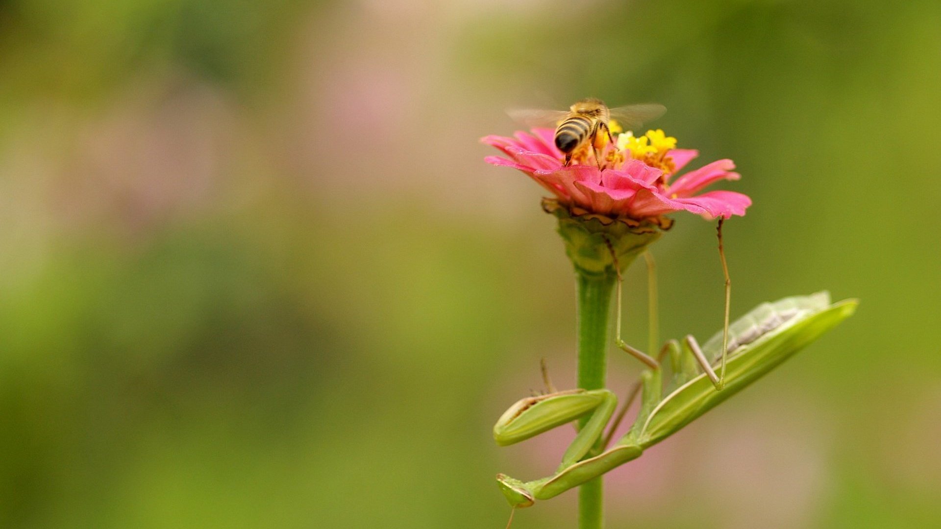 Обои природа, цветок, насекомые, пчела, богомол, nature, flower, insects, bee, mantis разрешение 1920x1280 Загрузить