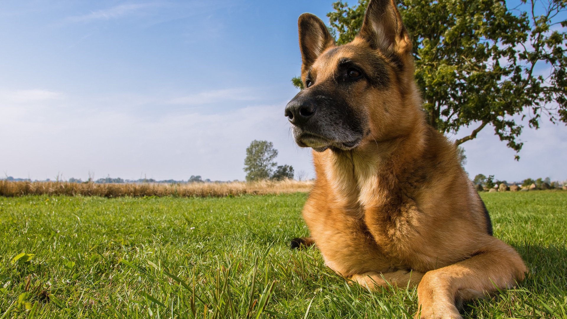 Обои собака, луг, немецкая овчарка, овчарка, dog, meadow, german shepherd, shepherd разрешение 2048x1347 Загрузить