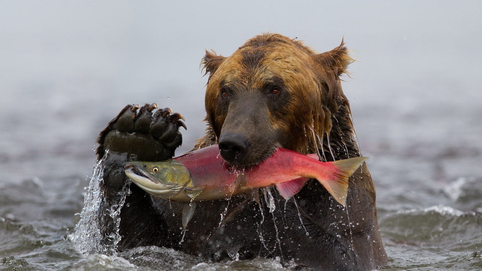 Обои вода, медведь, камчатка, рыба, гризли, улов, нерка, water, bear, kamchatka, fish, grizzly, catch, sockeye разрешение 1920x1200 Загрузить