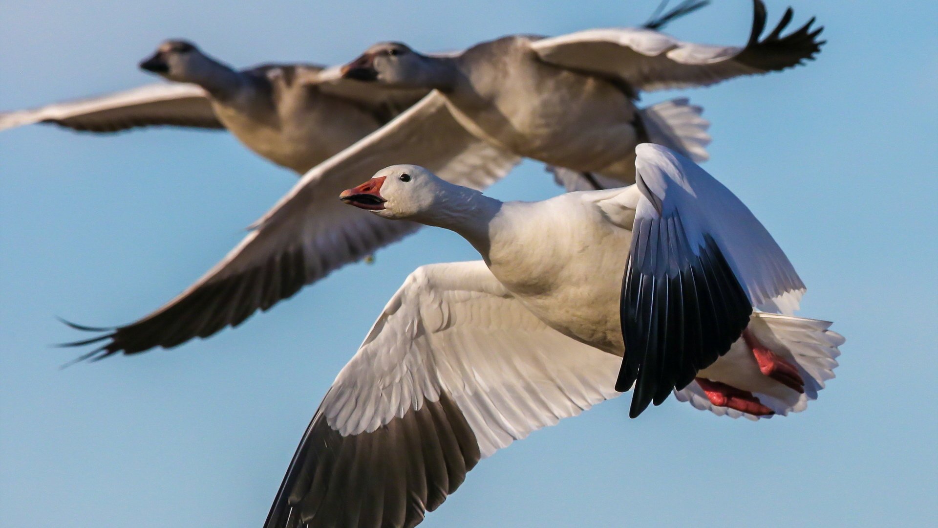 Обои полет, птицы, на природе, гуси, snow geese, пернатые, flight, birds, nature, geese разрешение 1920x1200 Загрузить