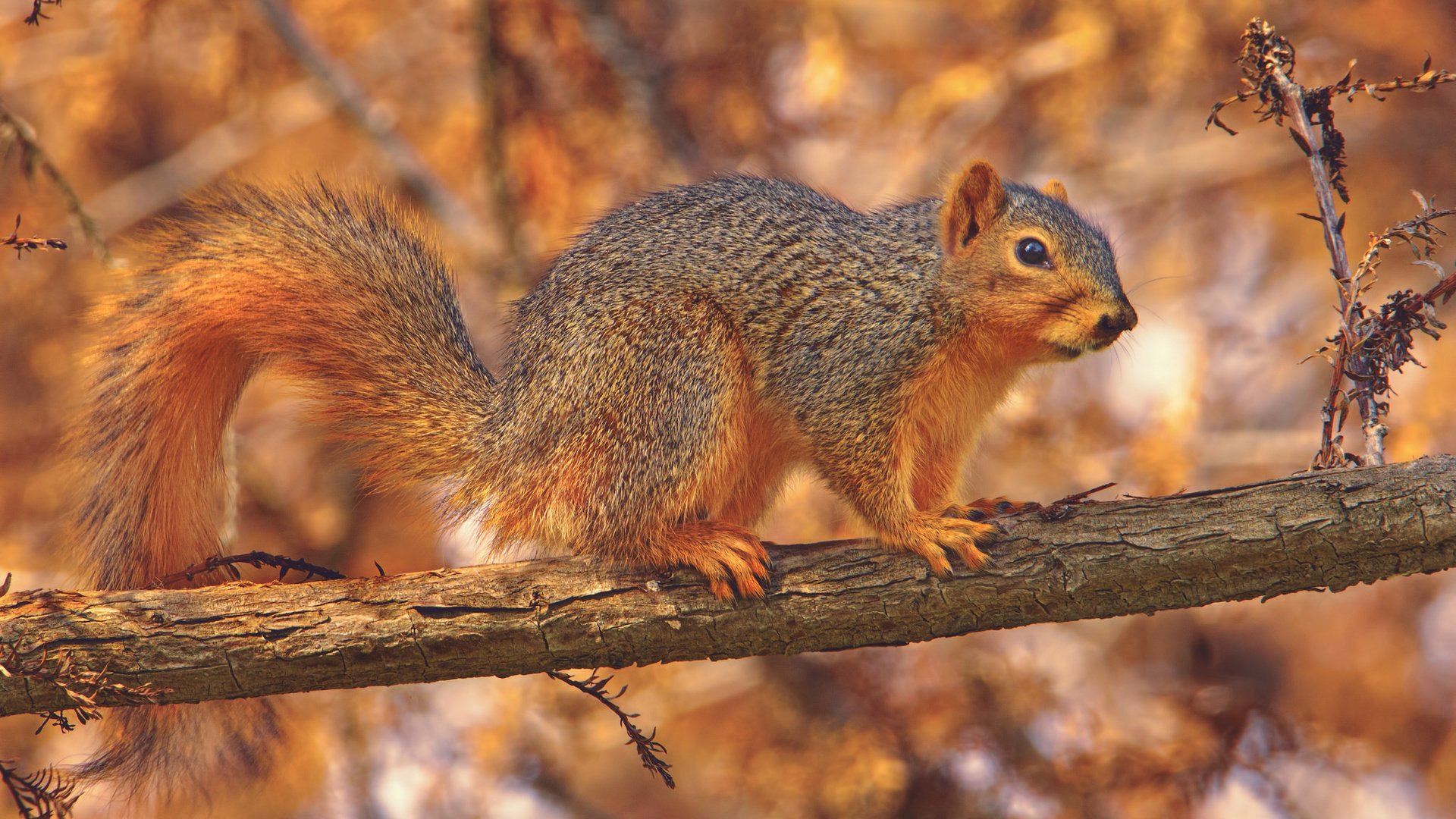 Обои природа, дерево, осень, животное, белка, nature, tree, autumn, animal, protein разрешение 2048x1365 Загрузить