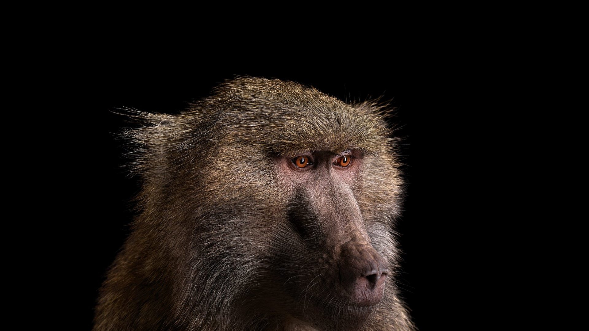 Обои фон, взгляд, обезьяна, бабуин, павиан, background, look, monkey, baboon разрешение 1920x1288 Загрузить