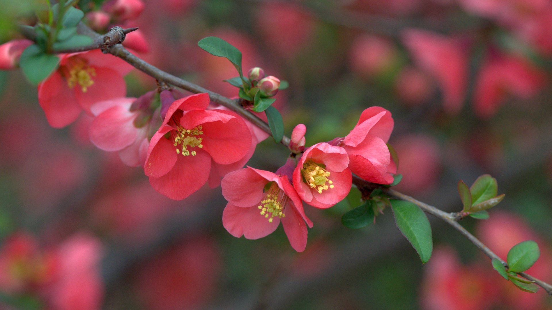 Обои ветка, цветение, макро, весна, цветки, айва, branch, flowering, macro, spring, flowers, quince разрешение 3600x2402 Загрузить