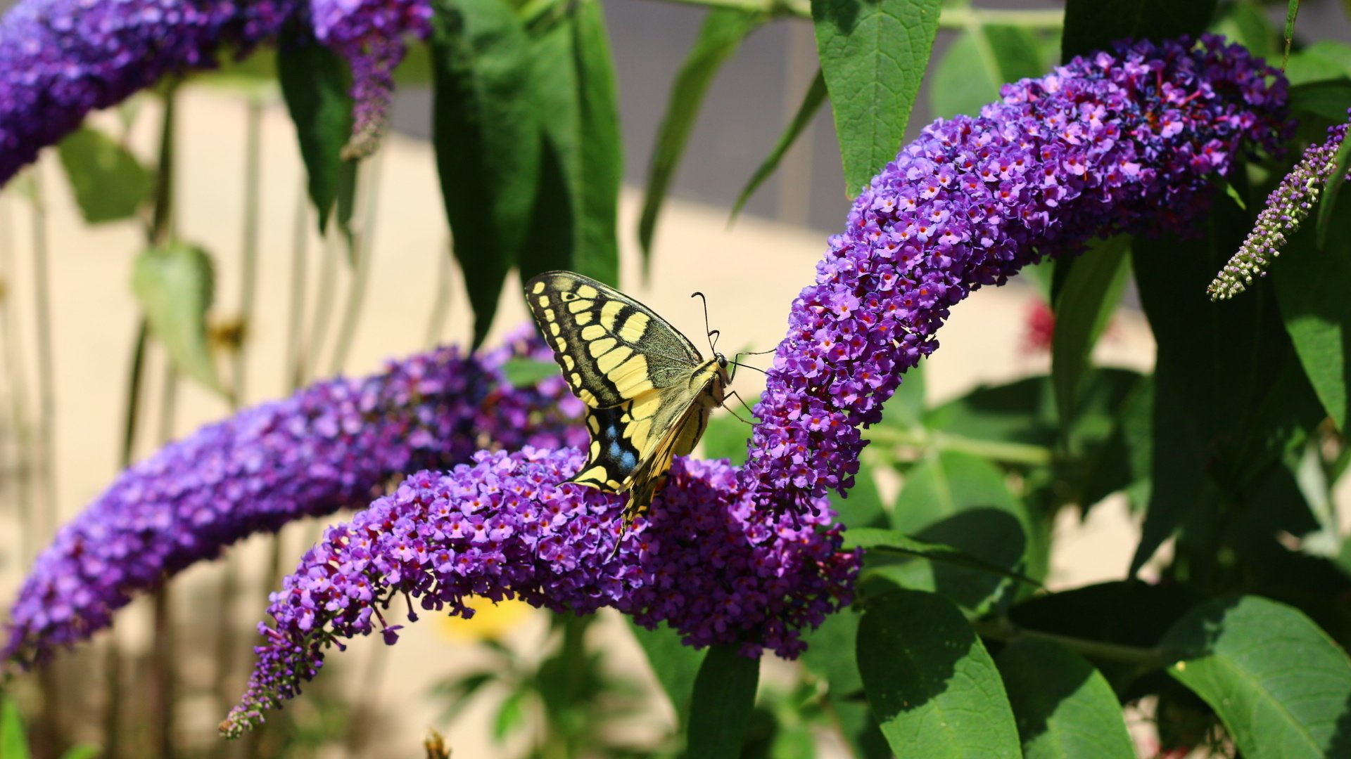 Обои цветы, насекомое, лето, бабочка, flowers, insect, summer, butterfly разрешение 1920x1280 Загрузить