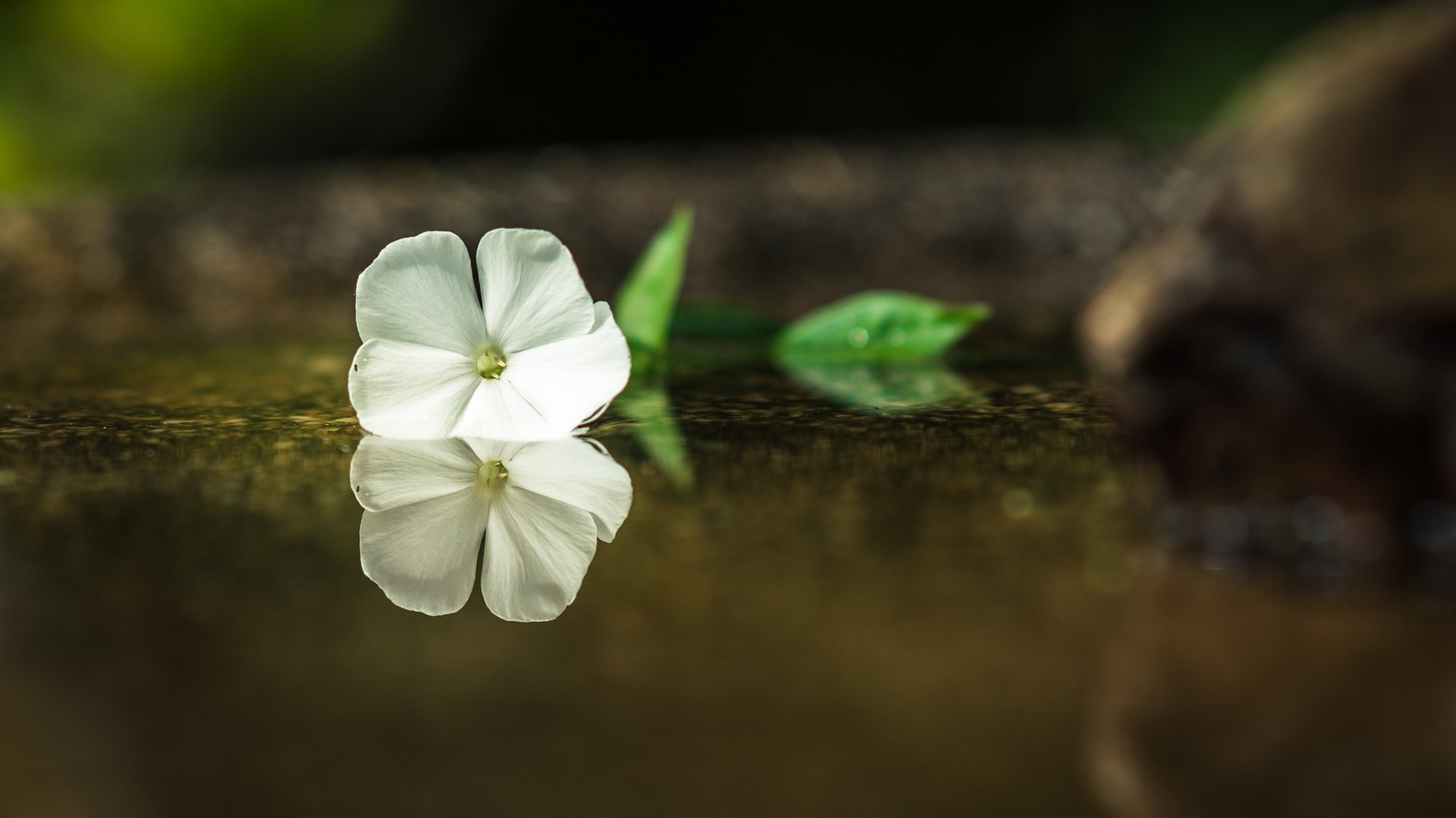 Обои вода, отражение, цветок, лепестки, белые, water, reflection, flower, petals, white разрешение 2048x1365 Загрузить