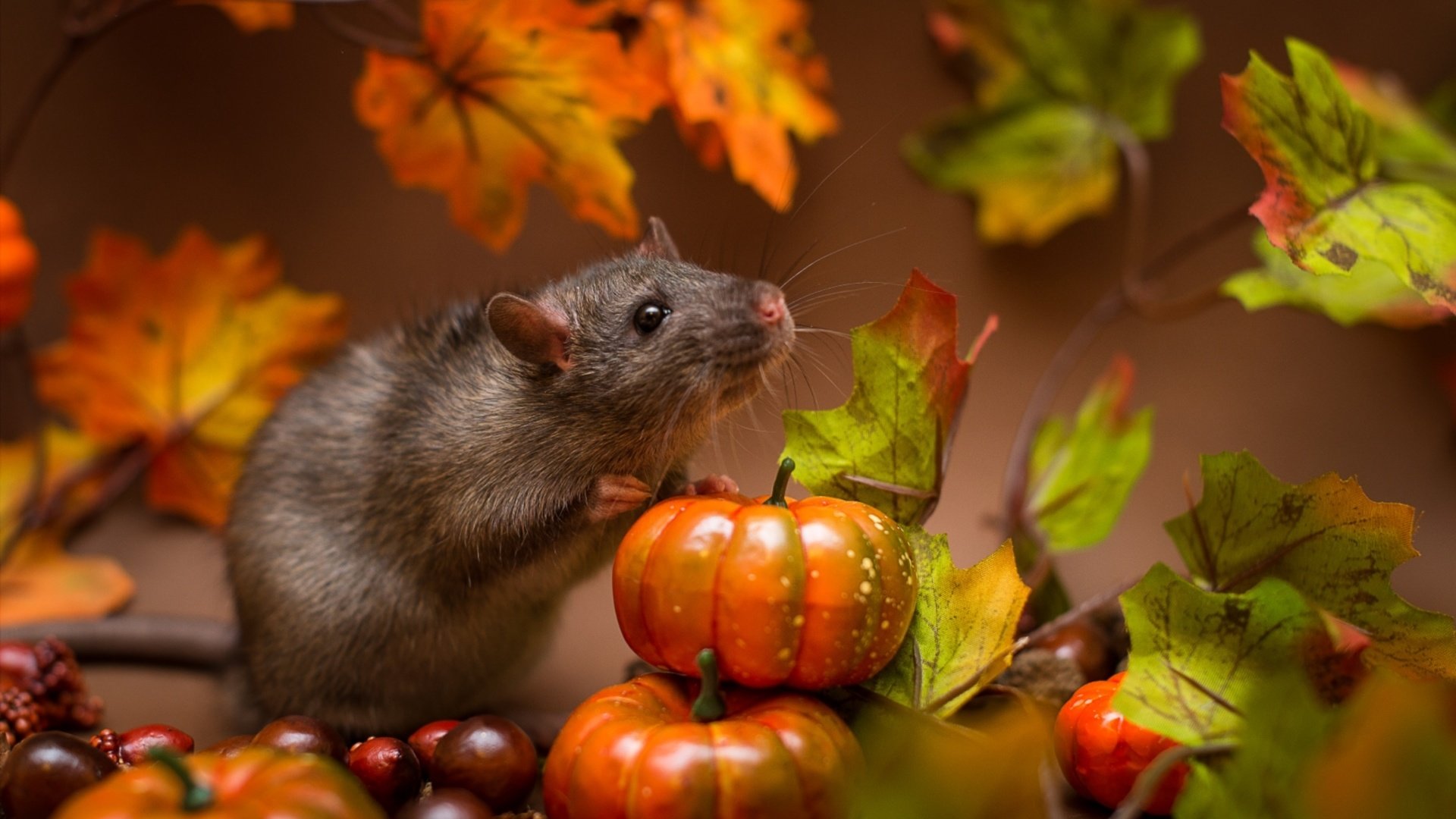 Обои мышь, зверек, тыквы, крыса, mouse, animal, pumpkin, rat разрешение 1920x1168 Загрузить