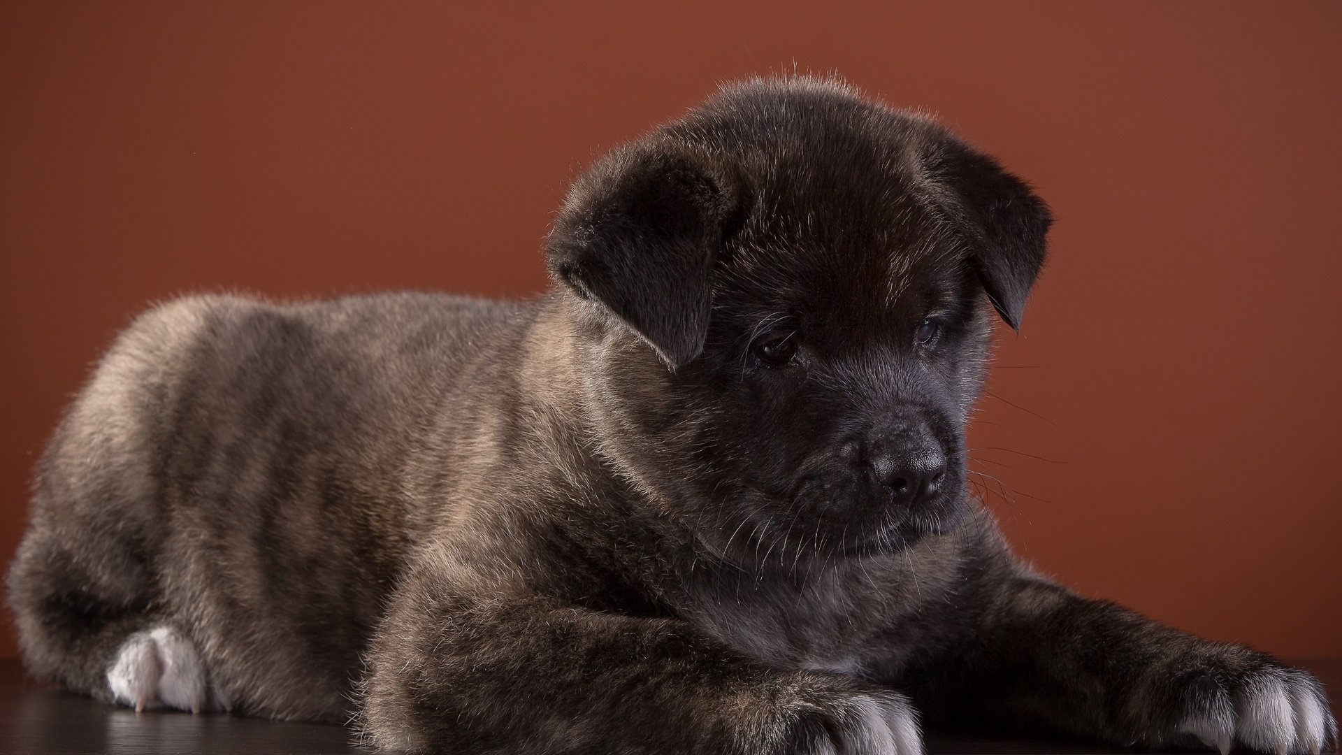 Обои собака, щенок, порода, американская, американская акита, акита, dog, puppy, breed, american, american akita, akita разрешение 3000x1876 Загрузить