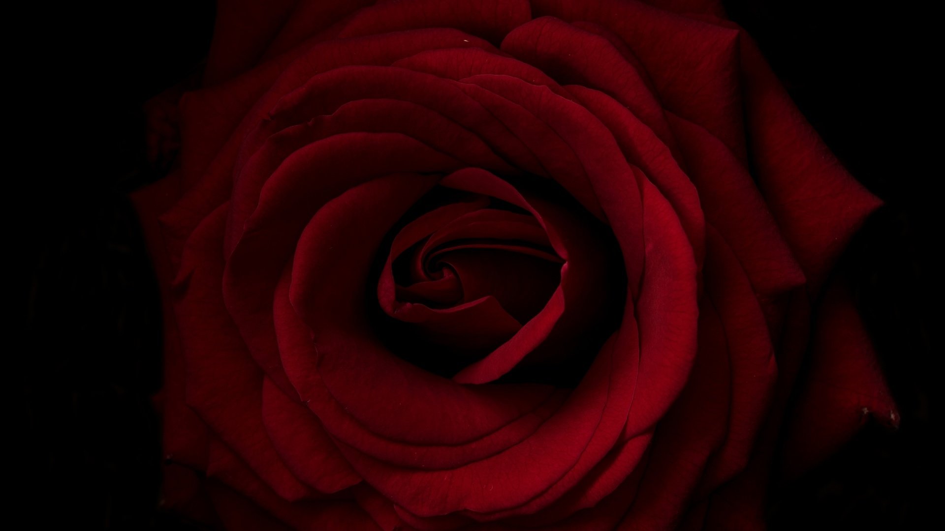 Обои макро, роза, лепестки, macro, rose, petals разрешение 2700x1760 Загрузить