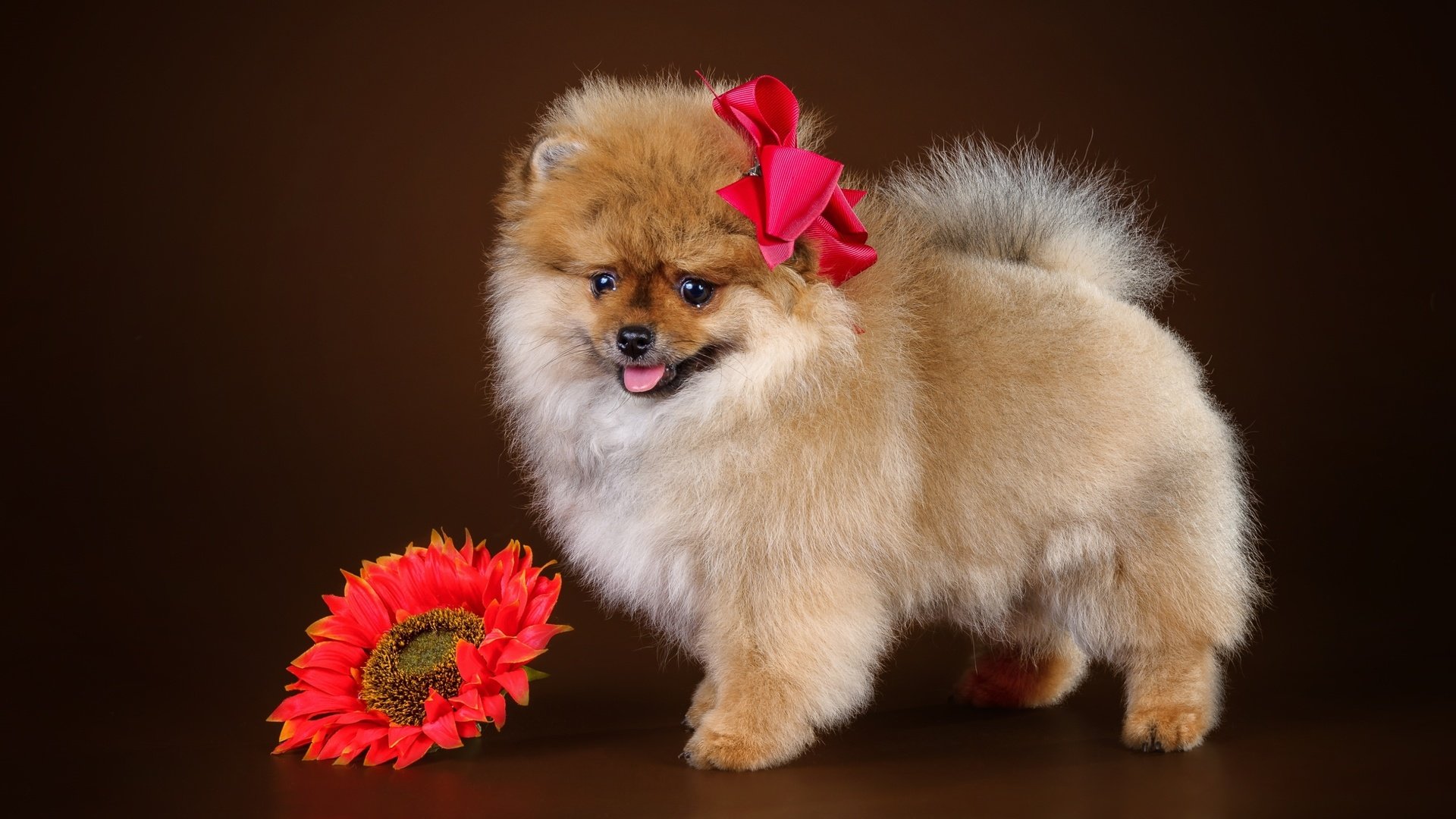 Обои цветок, щенок, бант, шпиц, flower, puppy, bow, spitz разрешение 2900x1822 Загрузить