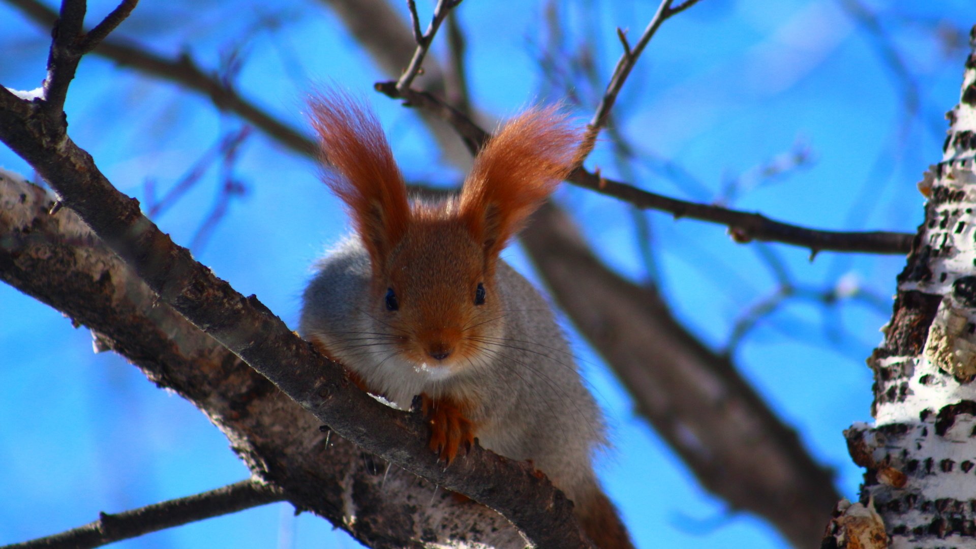 Обои небо, природа, дерево, ушки, белка, the sky, nature, tree, ears, protein разрешение 1920x1280 Загрузить