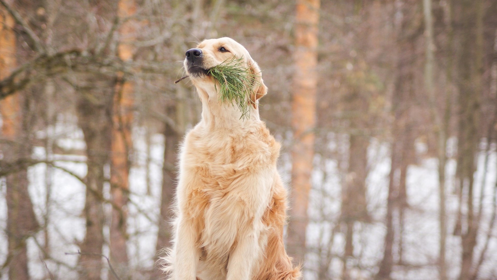 Обои собака, золотистый ретривер, cобака, dog, golden retriever разрешение 3752x2512 Загрузить