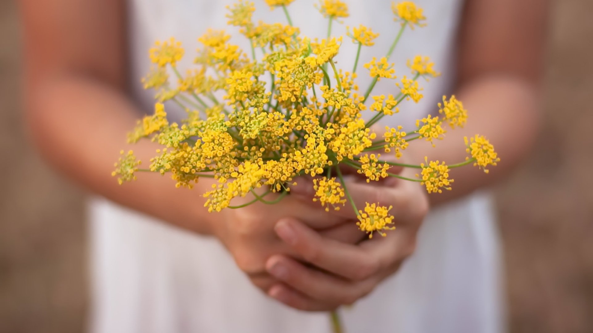 Обои цветы, лето, руки, flowers, summer, hands разрешение 1920x1280 Загрузить